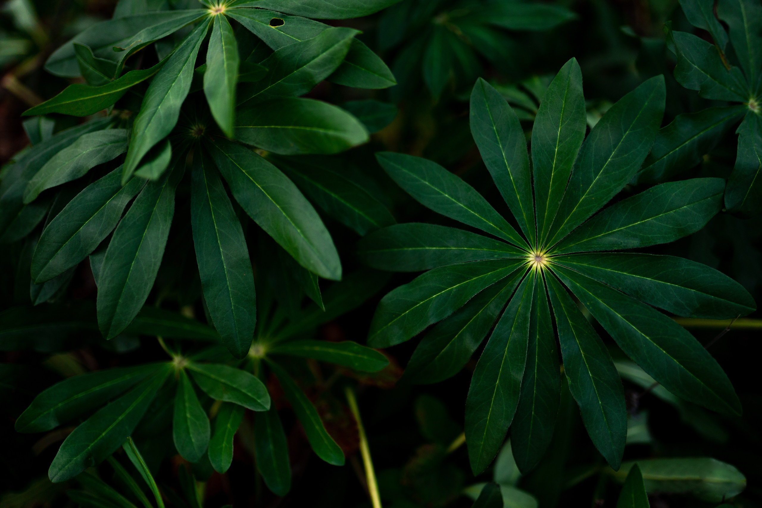 ЦВЕТНЫЕ ФОТОГРАФИИ. Никита Аничкин фото и видео оператор из России