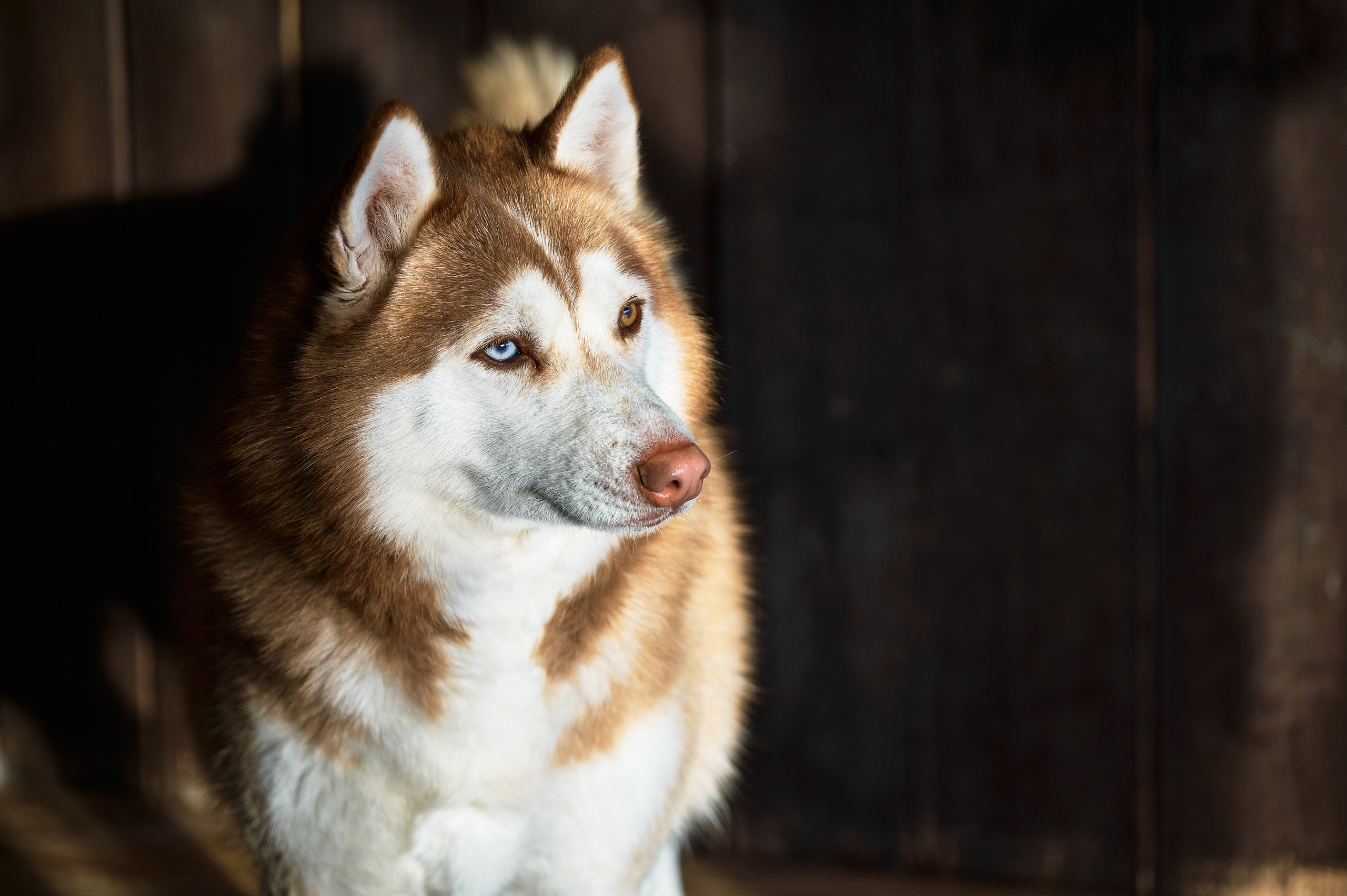 База отдыха Легенда. Фотограф Опыт Качество Скорость Горный Алтай Барнаул