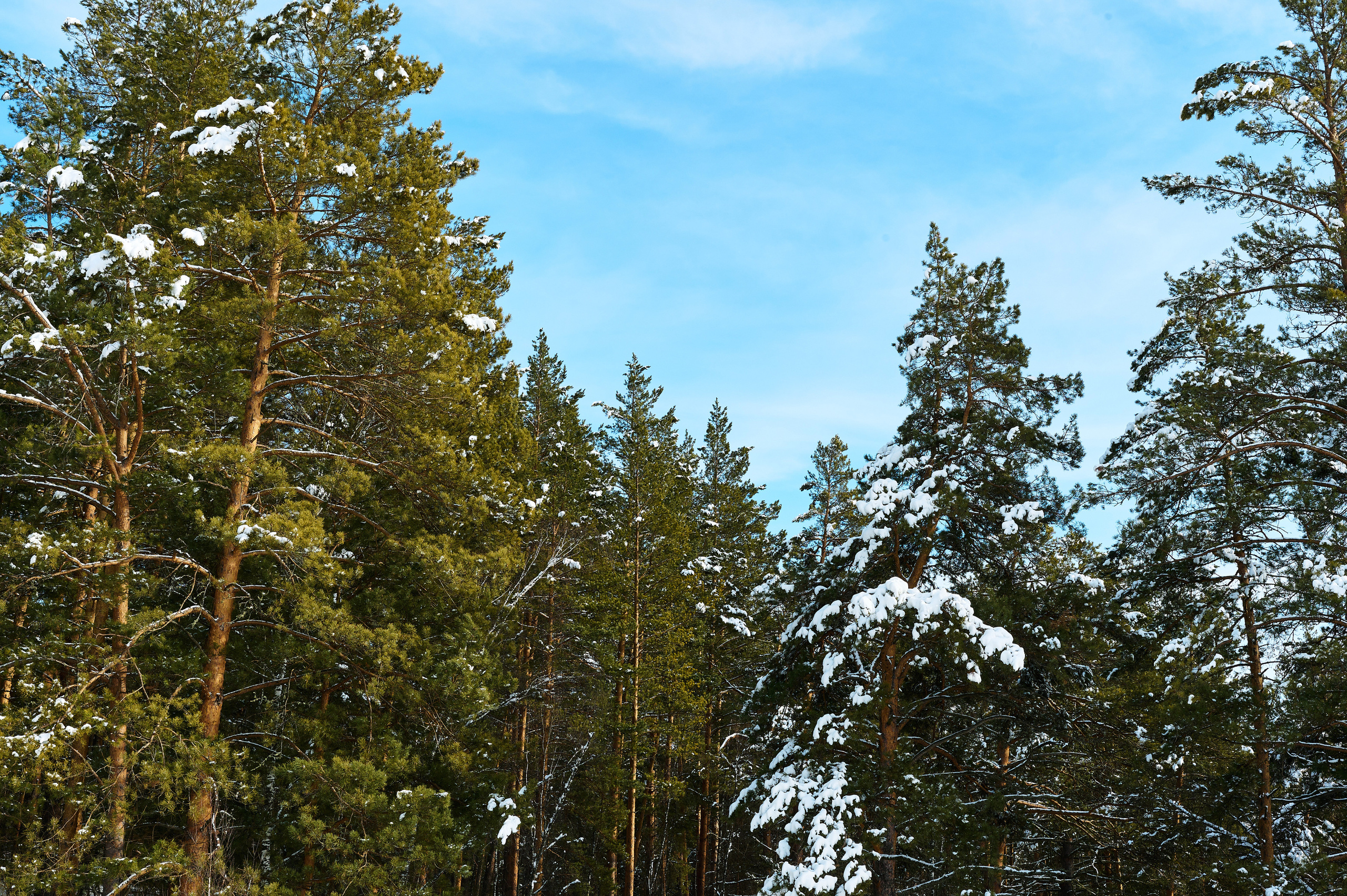 База отдыха Легенда. Фотограф Опыт Качество Скорость Горный Алтай Барнаул