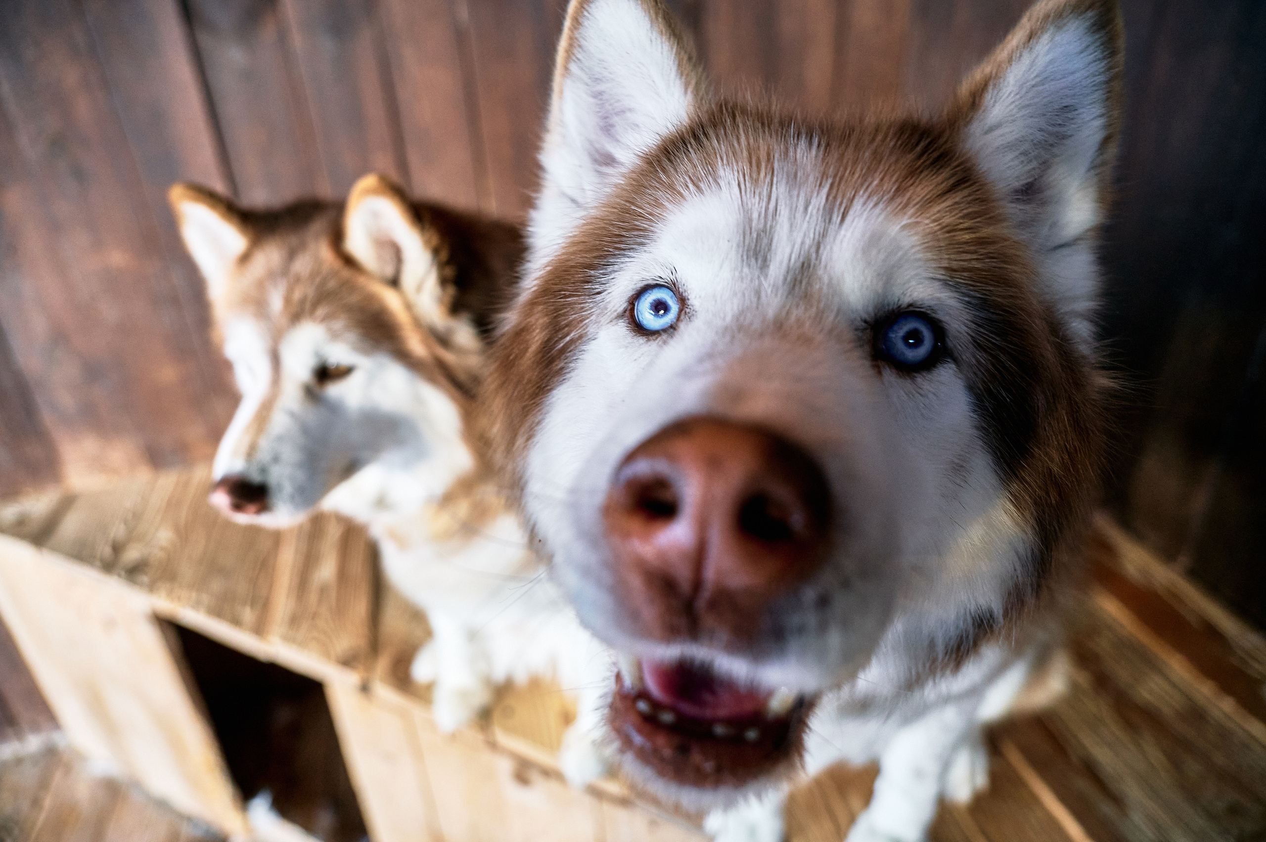 База отдыха Легенда. Фотограф Опыт Качество Скорость Горный Алтай Барнаул