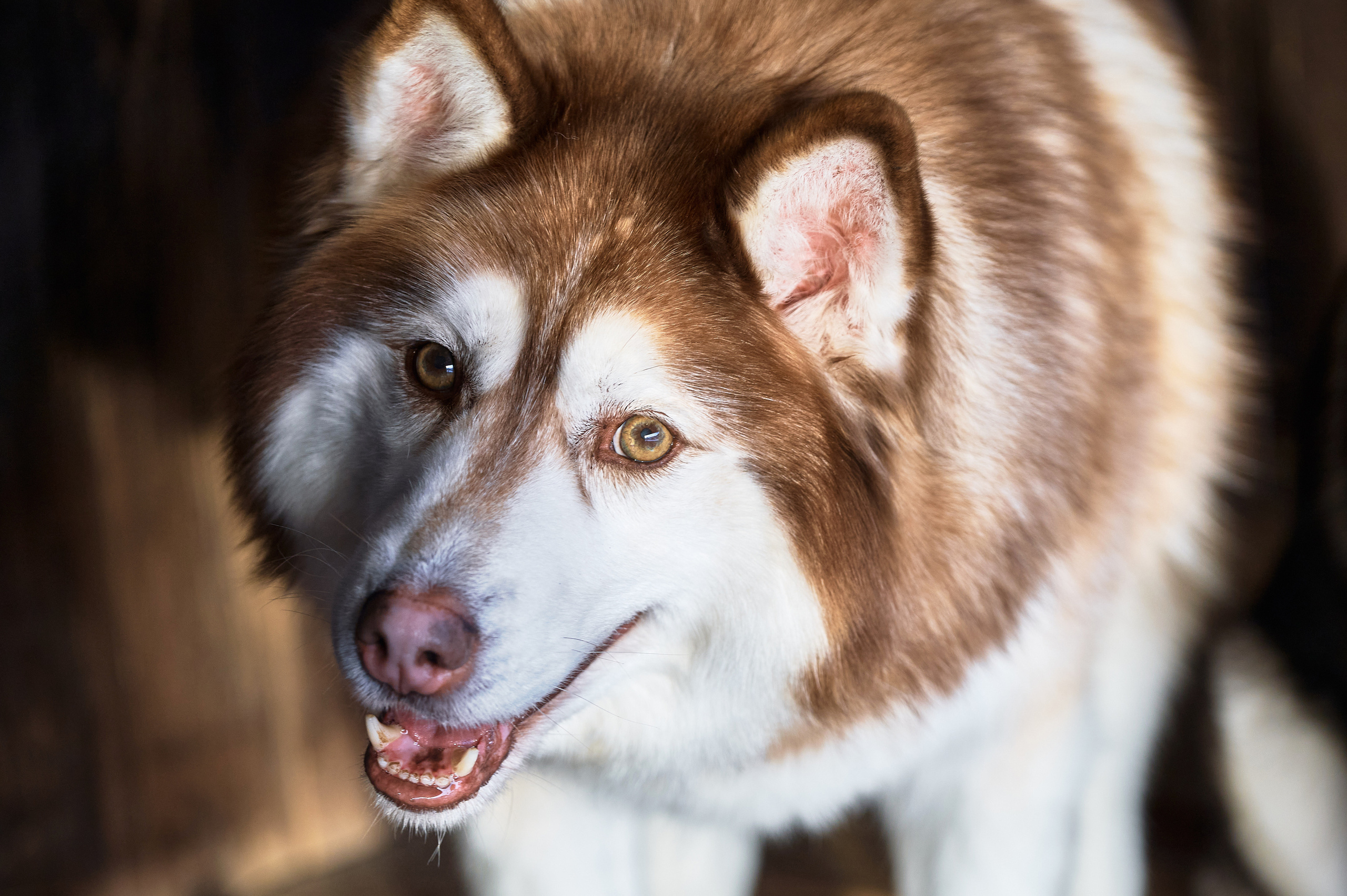 База отдыха Легенда. Фотограф Опыт Качество Скорость Горный Алтай Барнаул