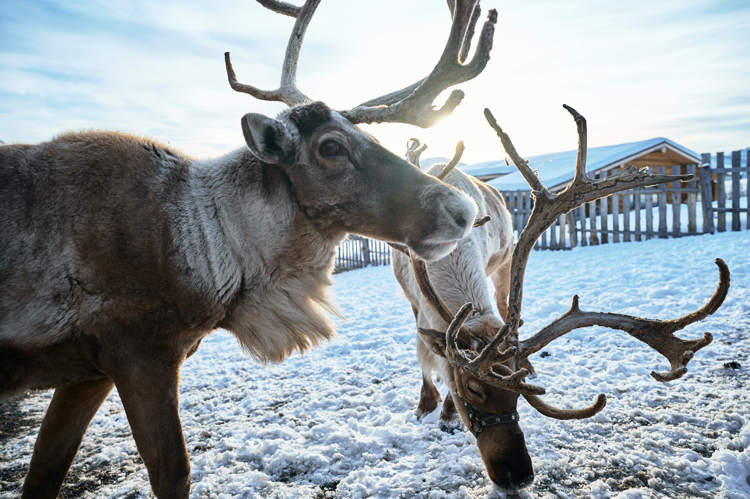 Общее портфолио. Фотограф Опыт Качество Скорость Горный Алтай Барнаул