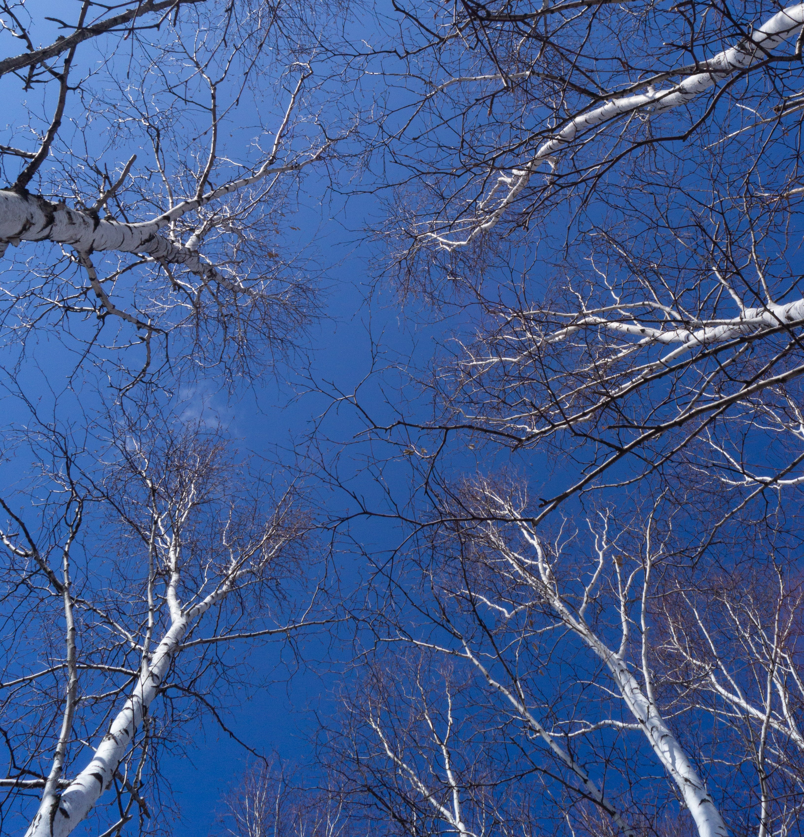 дачи, город, архитектура, стрит, репортажная фотография, фотография, Хабаровск, фотосессия, фотограф, дом, новостройка, улицы, жизнь города, town, art, photo, photographer, photo, Khabarovsk, Far East, street photo, природа, Дальний Восток, тайга, цветы, закат, небо, облака, nature, clouds, forest, flower, sunset, river, река