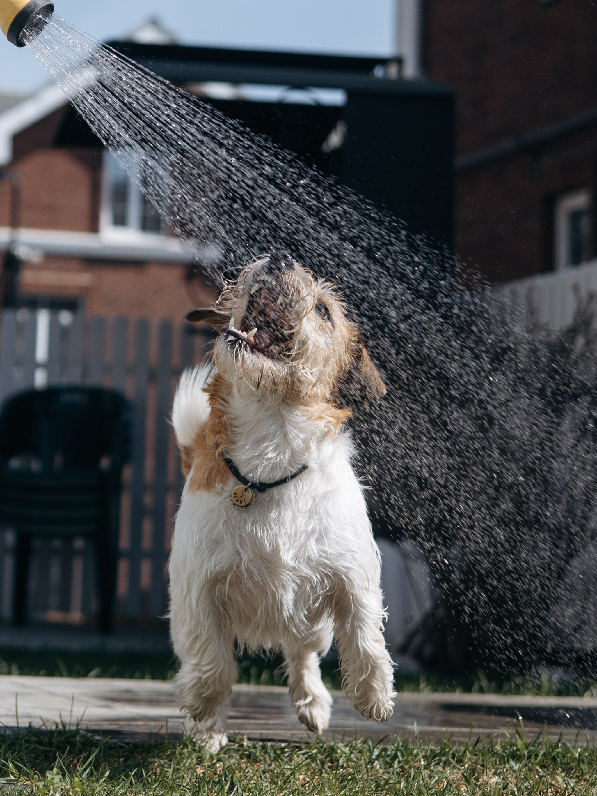 День рождение Зенита. Фотограф-анималист в Москве Кириллова Татьяна
