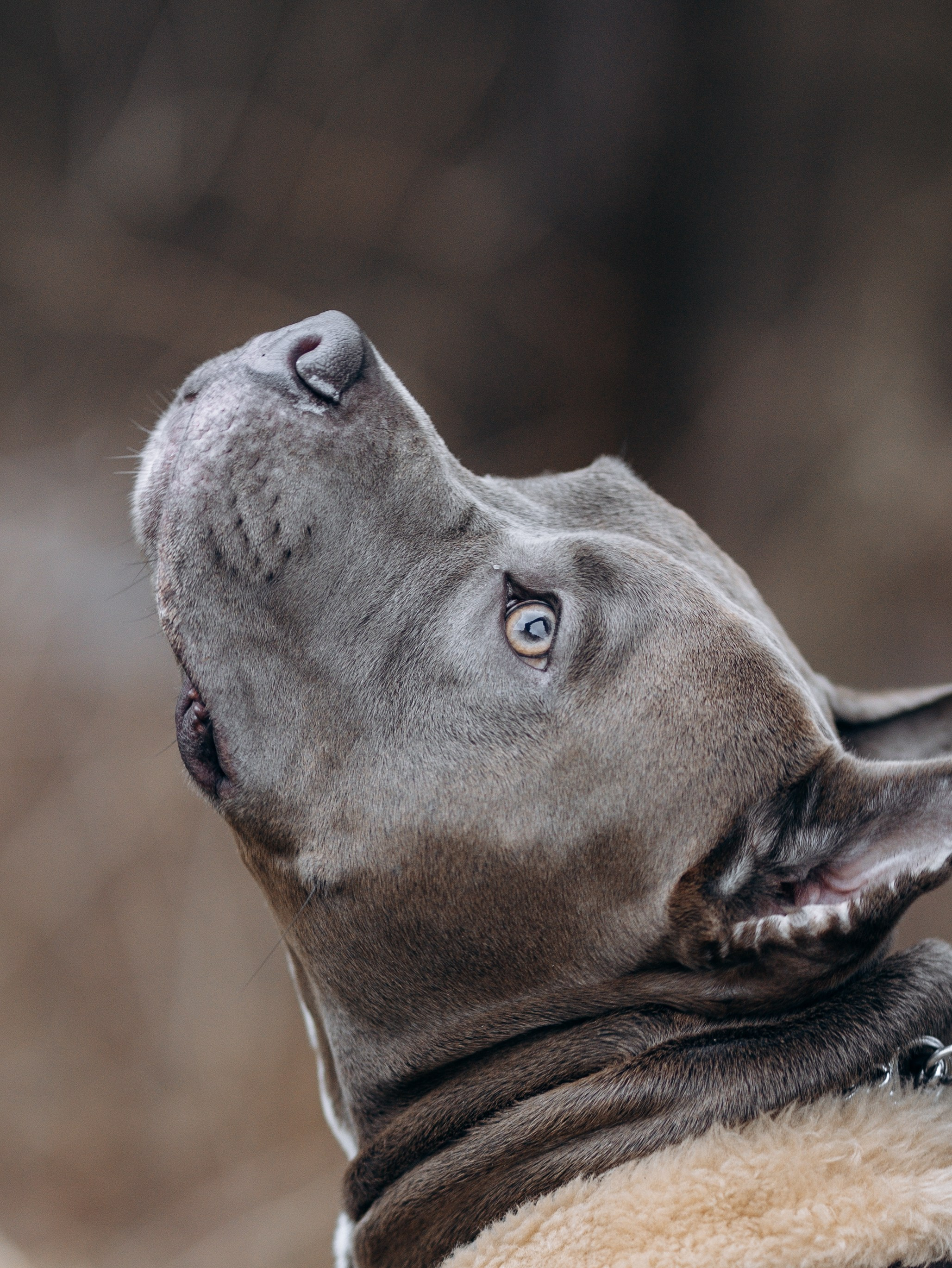 Зевс и Мария. Фотограф-анималист в Москве Кириллова Татьяна