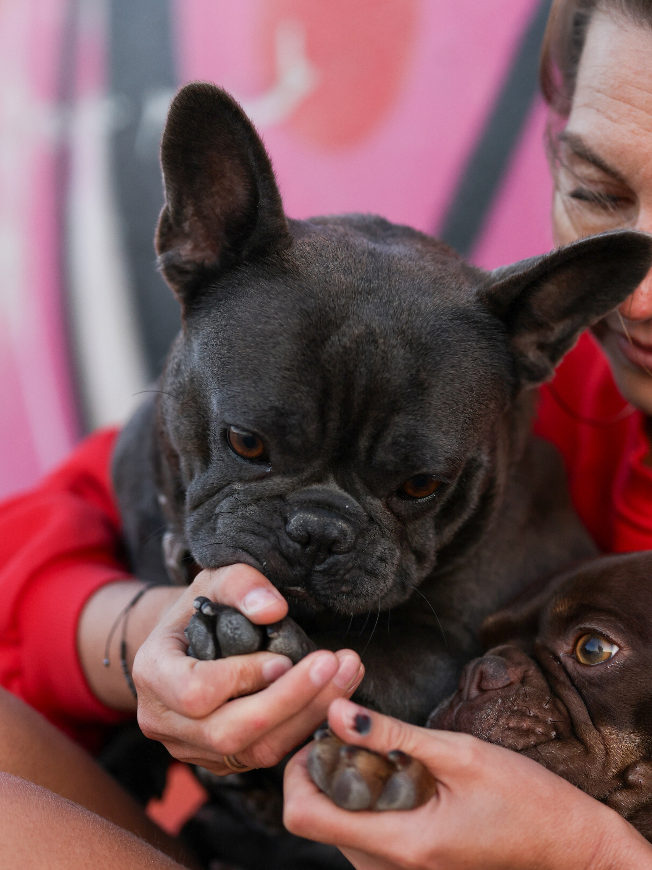 Белла, Луна и Нелли. Фотограф-анималист в Москве Кириллова Татьяна