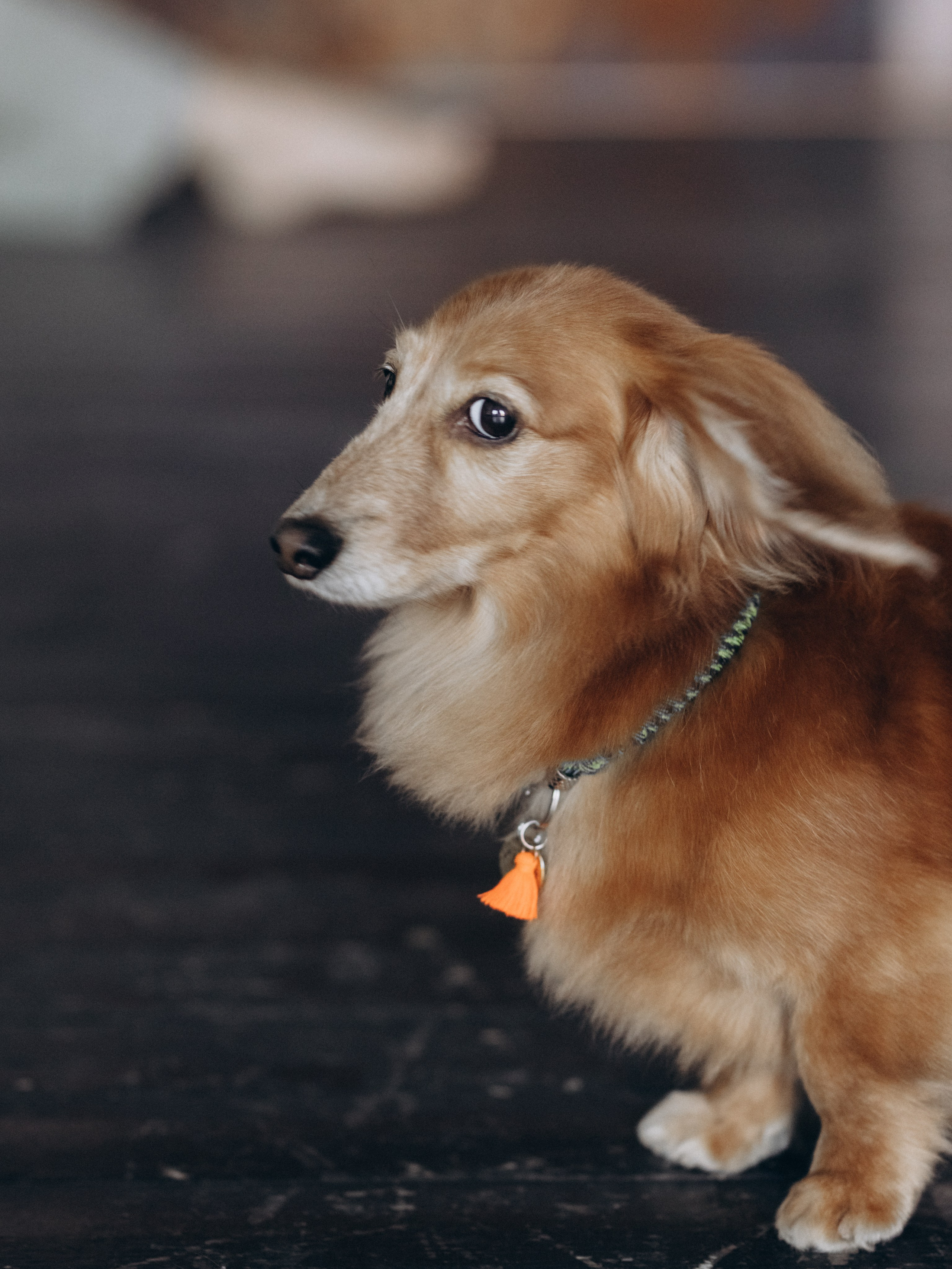 Лимон и Аня. Фотограф-анималист в Москве Кириллова Татьяна