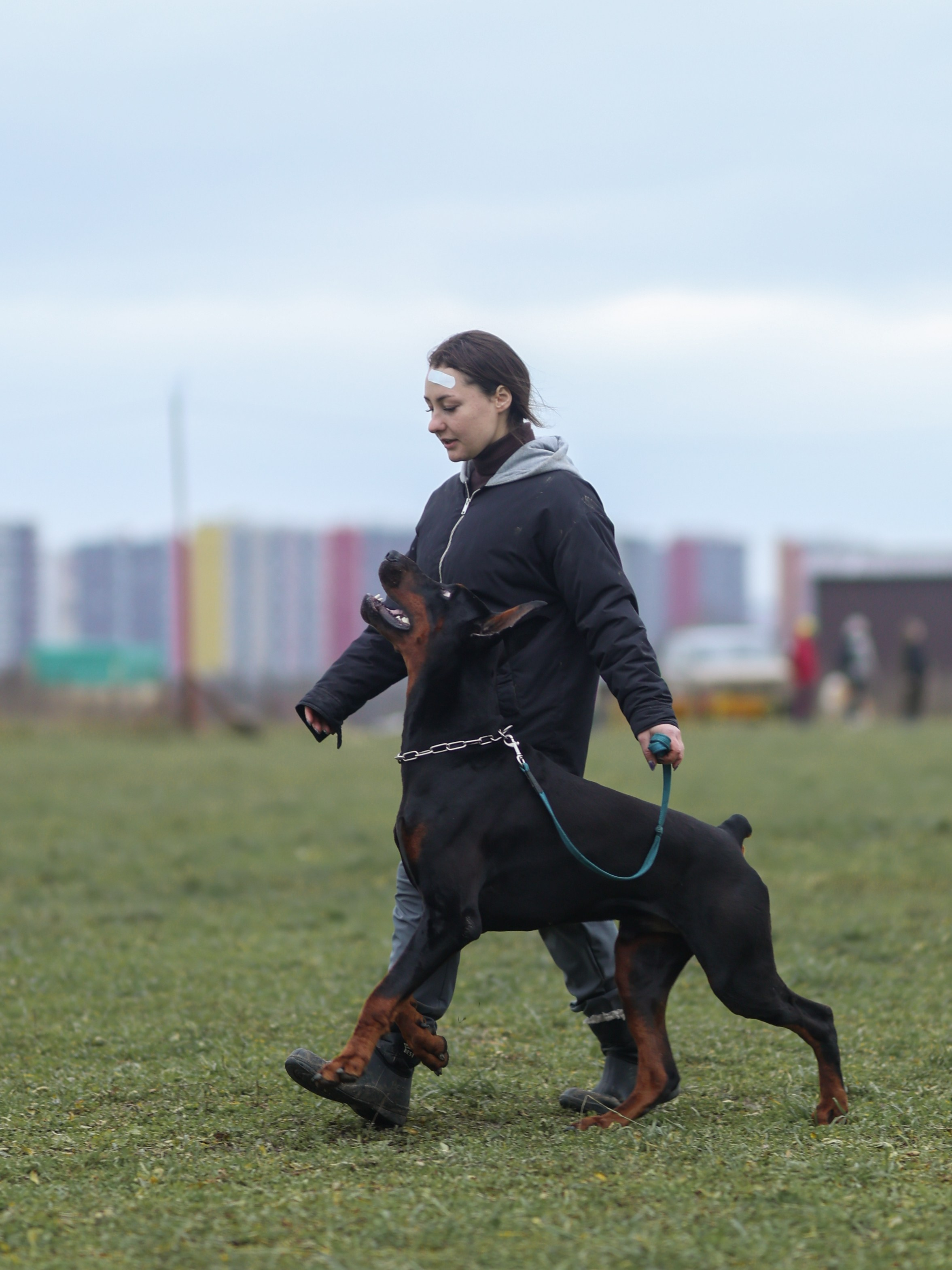Соревнования BH. Фотограф-анималист в Москве Кириллова Татьяна