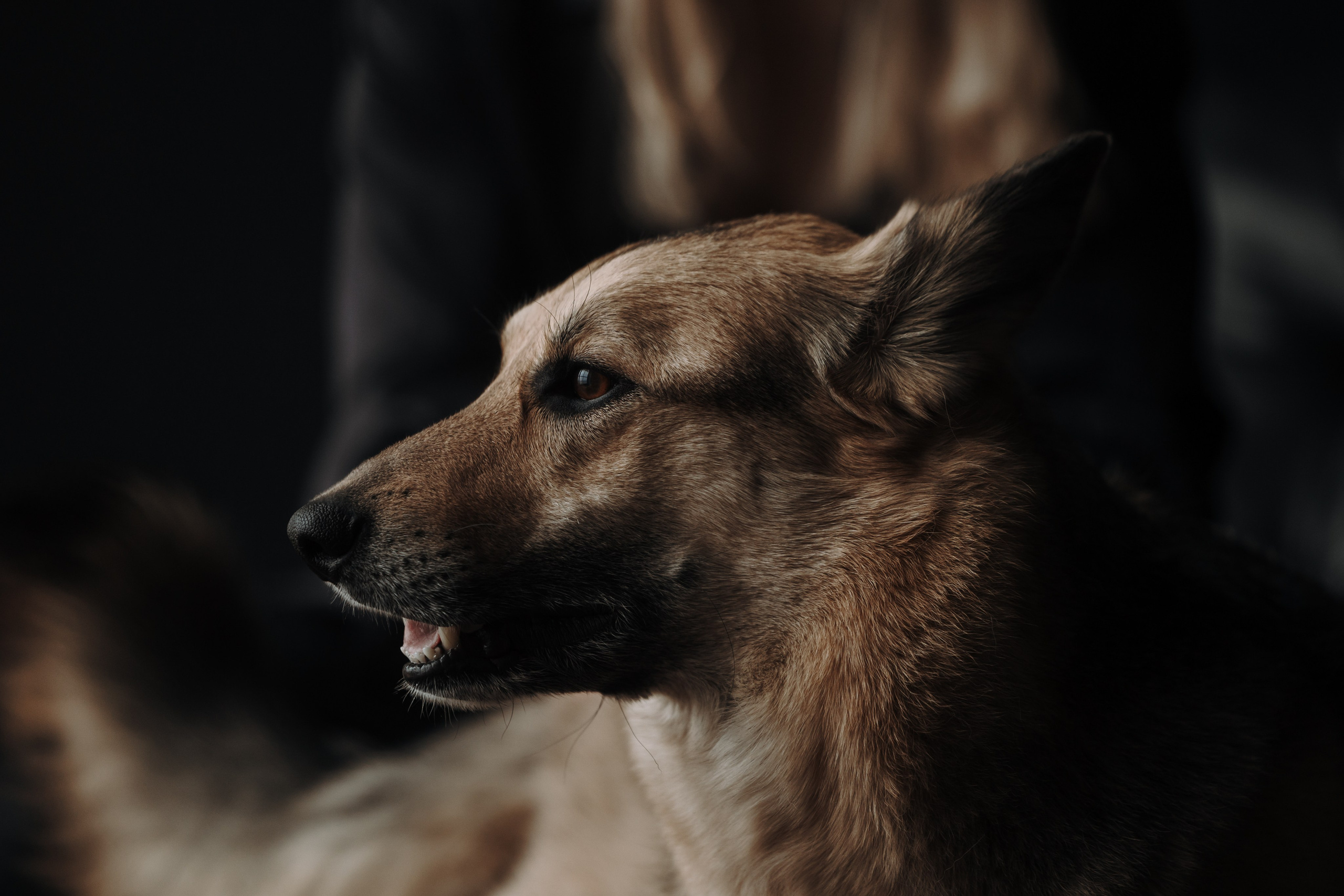 Лена и Дёма. Фотограф — Анималист | Санкт-Петербург