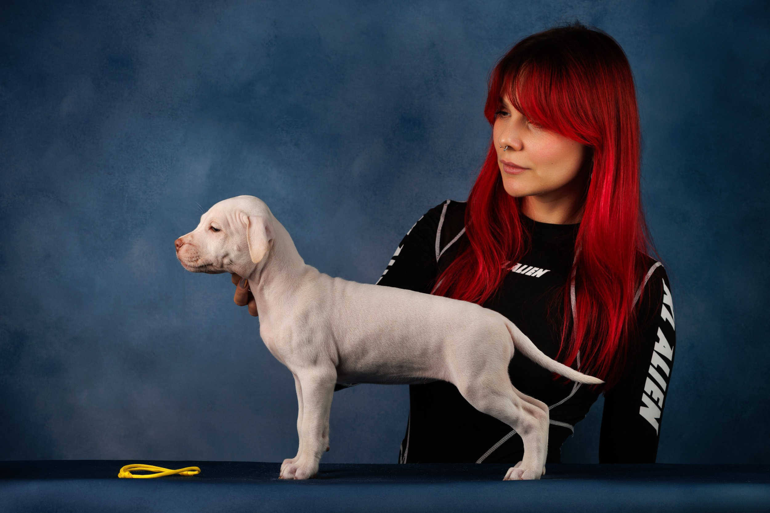 Съемка щенков АПБТ. Фотограф-анималист в Москве и Московской области Татьяна Фролова