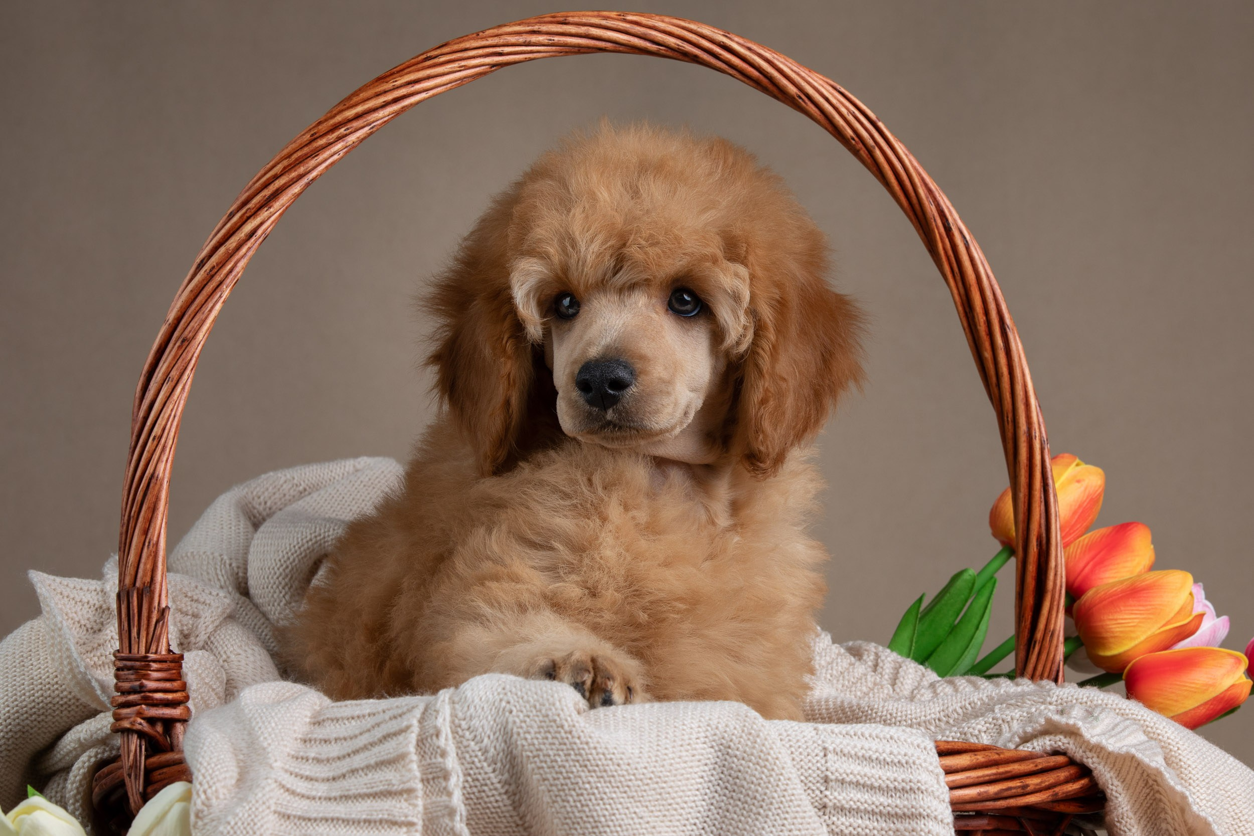 Фотосессия для щенков пуделя с выездом в Щербинку. Фотограф-анималист в Москве и Московской области Татьяна Фролова