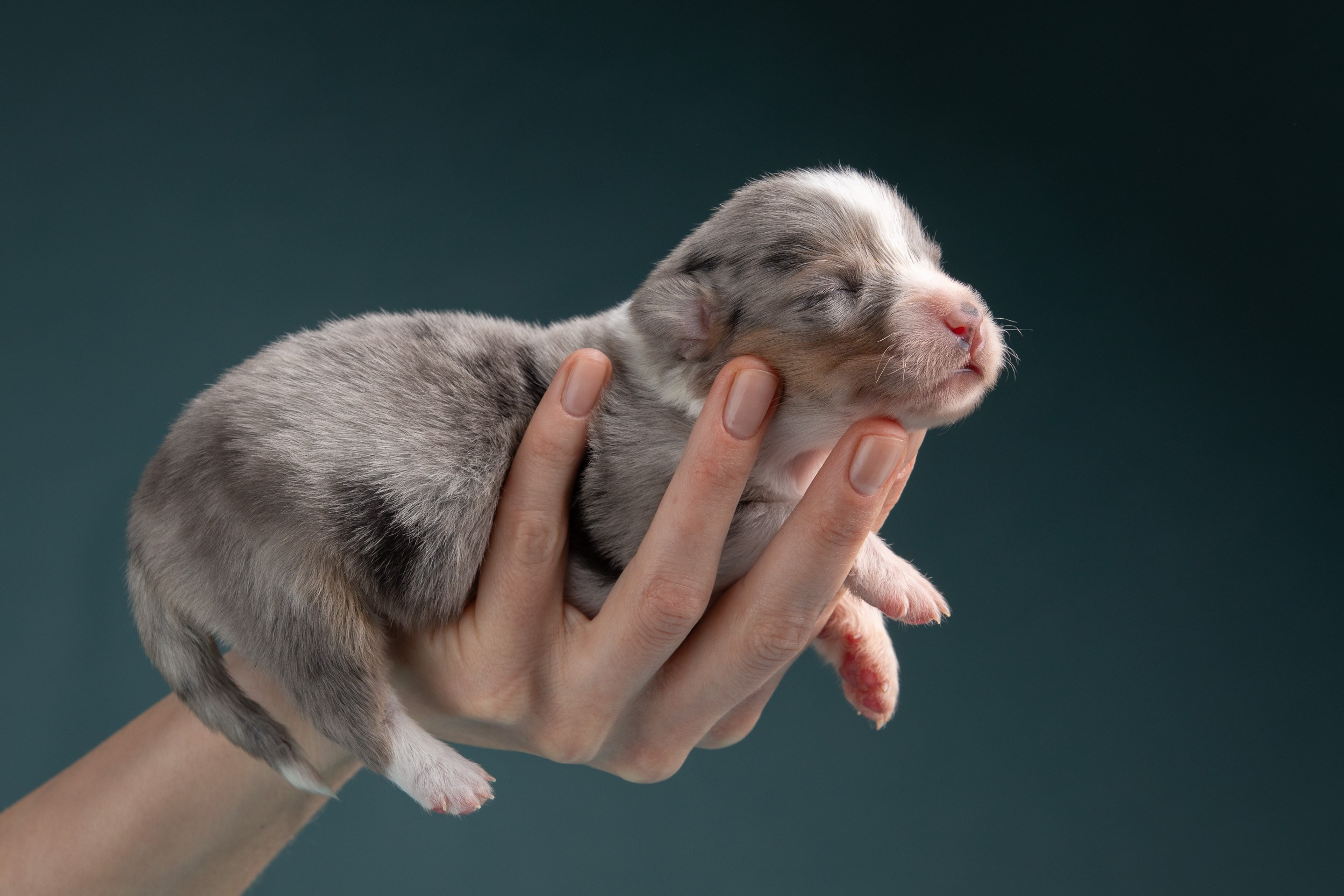 Фотограф-анималист в Москве и Московской области Татьяна Фролова