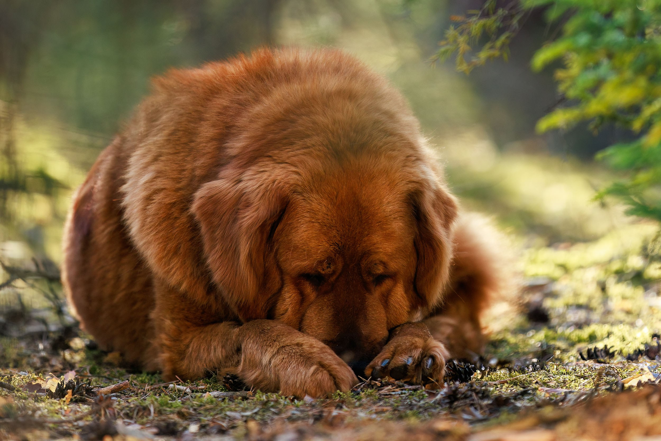 Фотосессия с тибетскими мастифами и бишон фризе. Фотограф-анималист в Москве и Московской области Татьяна Фролова
