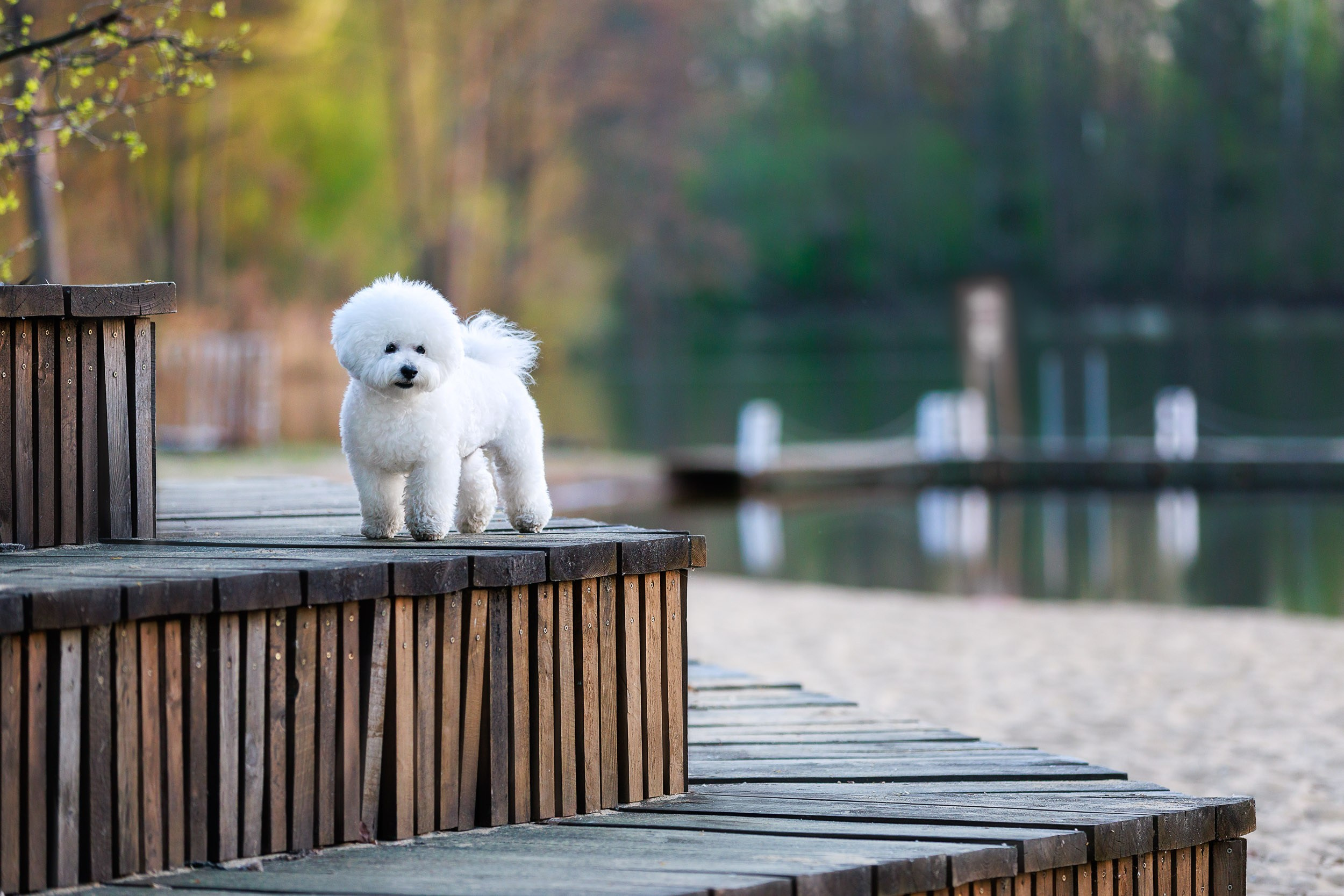 Фотосессия с тибетскими мастифами и бишон фризе. Фотограф-анималист в Москве и Московской области Татьяна Фролова