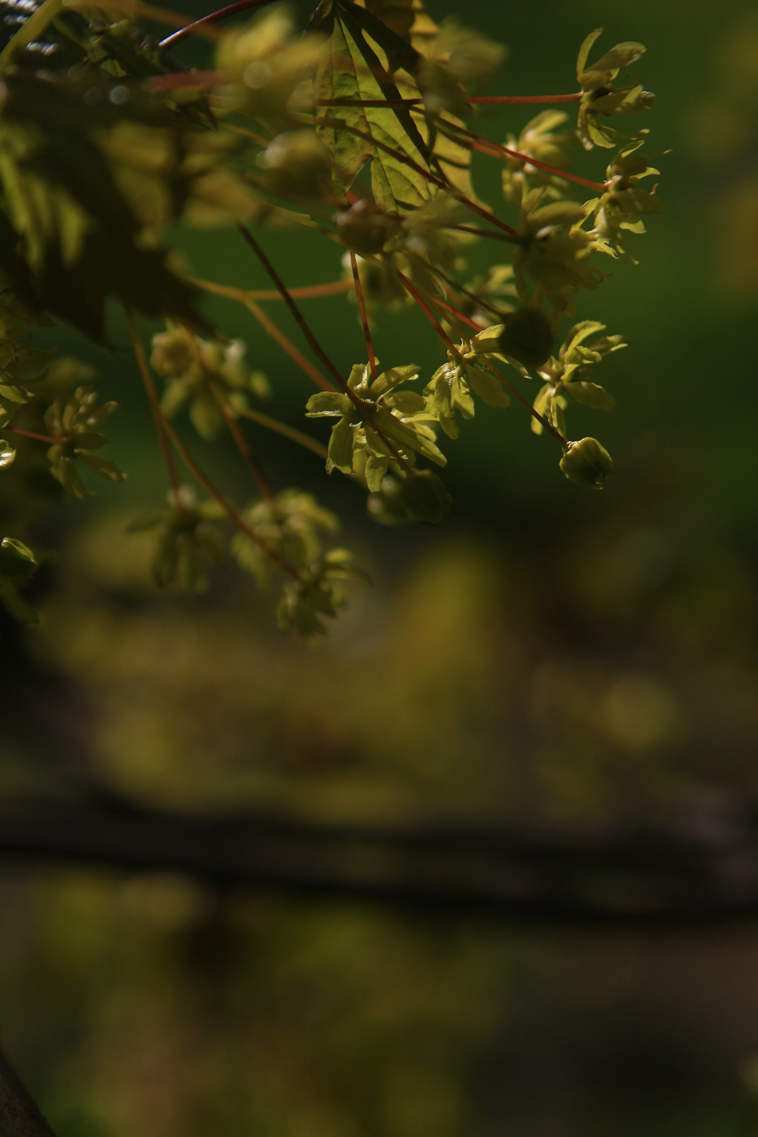 Весна. Катя Цвет