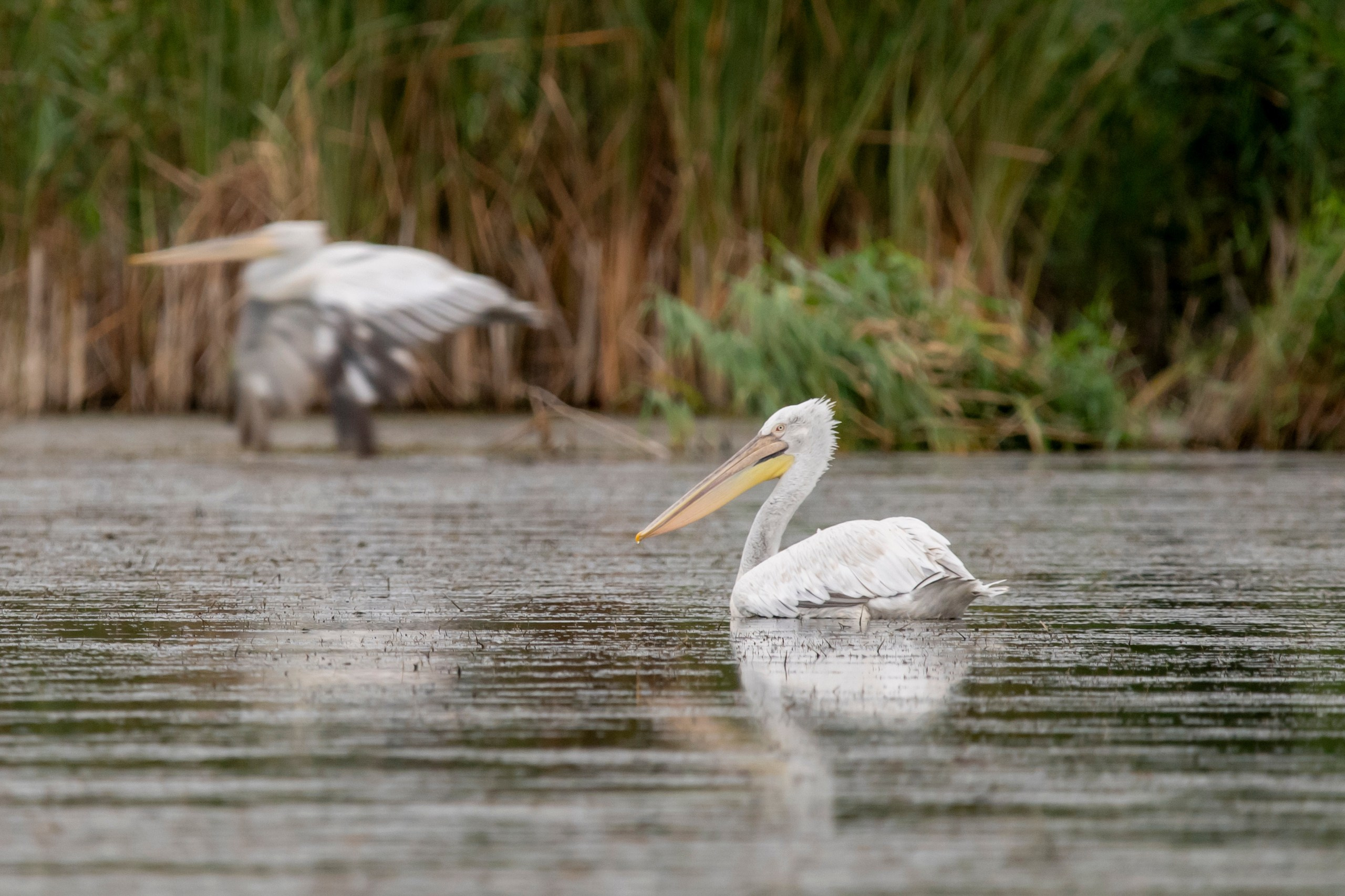 Природа Дагестана, сентябрь 2024. Foto-Zuev фотография как искусство
