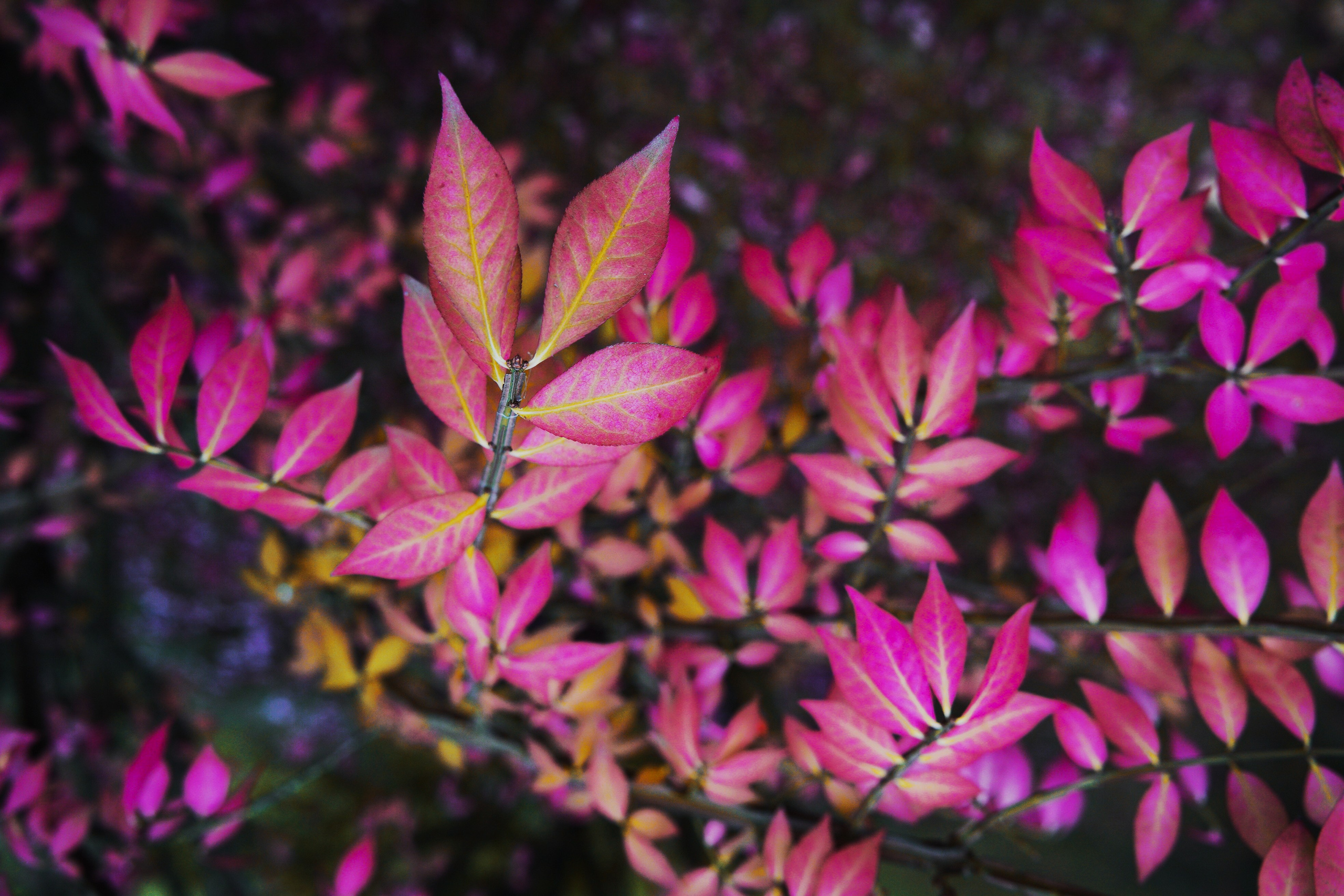 Осень 2025. Фотограф из Москвы — DASHA NOVA | Авторская фотография в разных жанрах