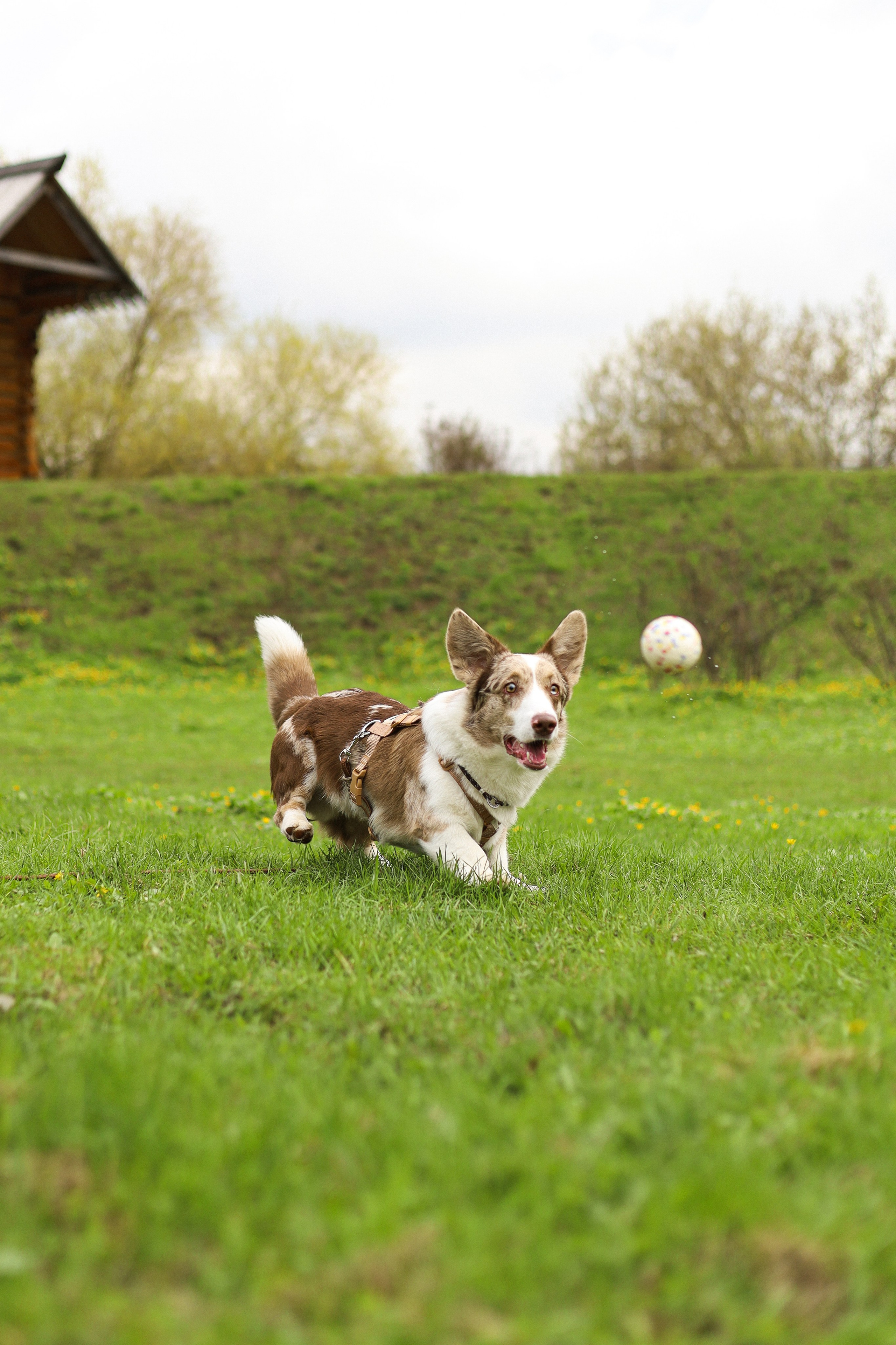 Анджей, Софья и Андрей. Фотограф-анималист Ксения Шевцова|Москва