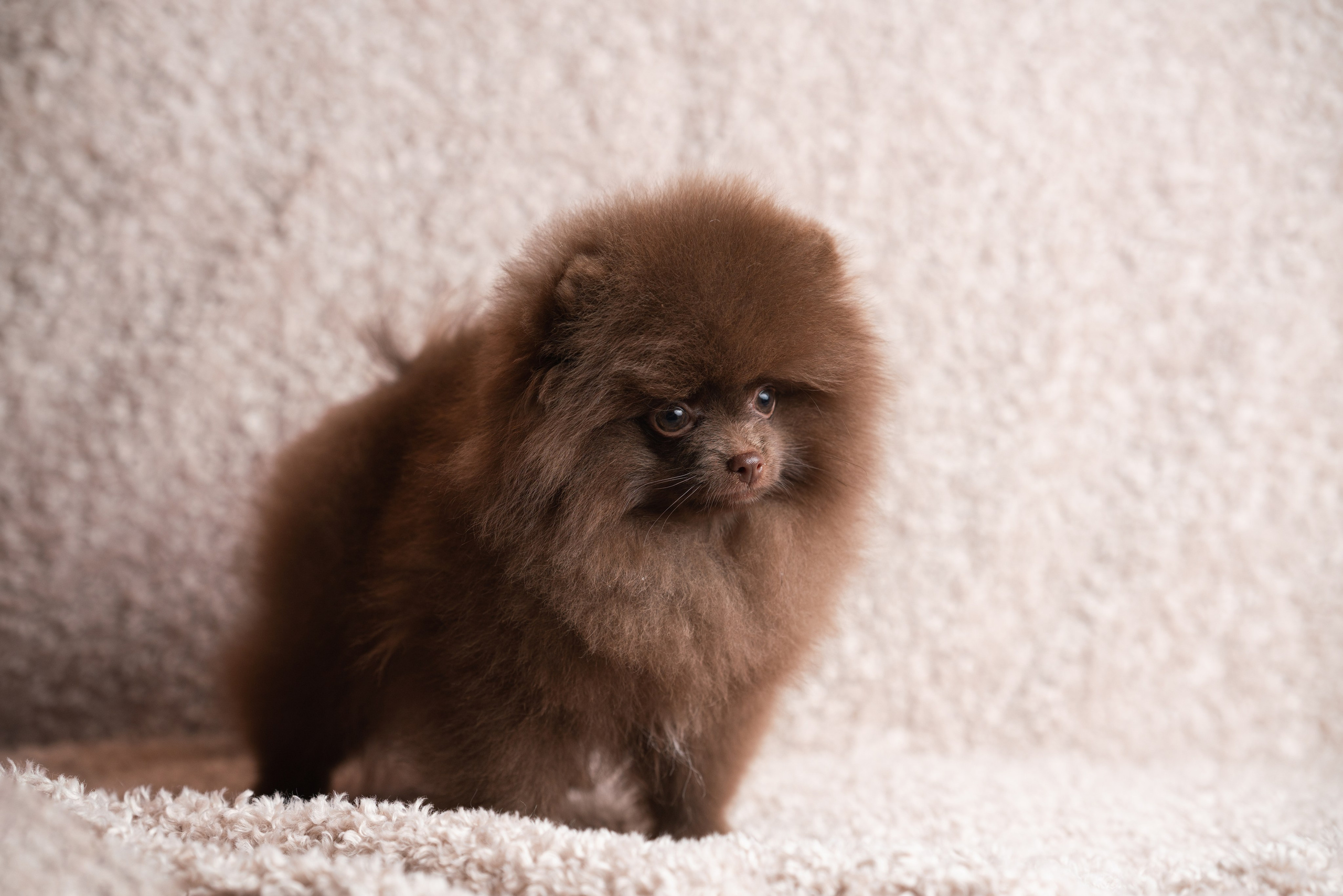 Шпицы. Фотограф анималист Осипчикова Мария