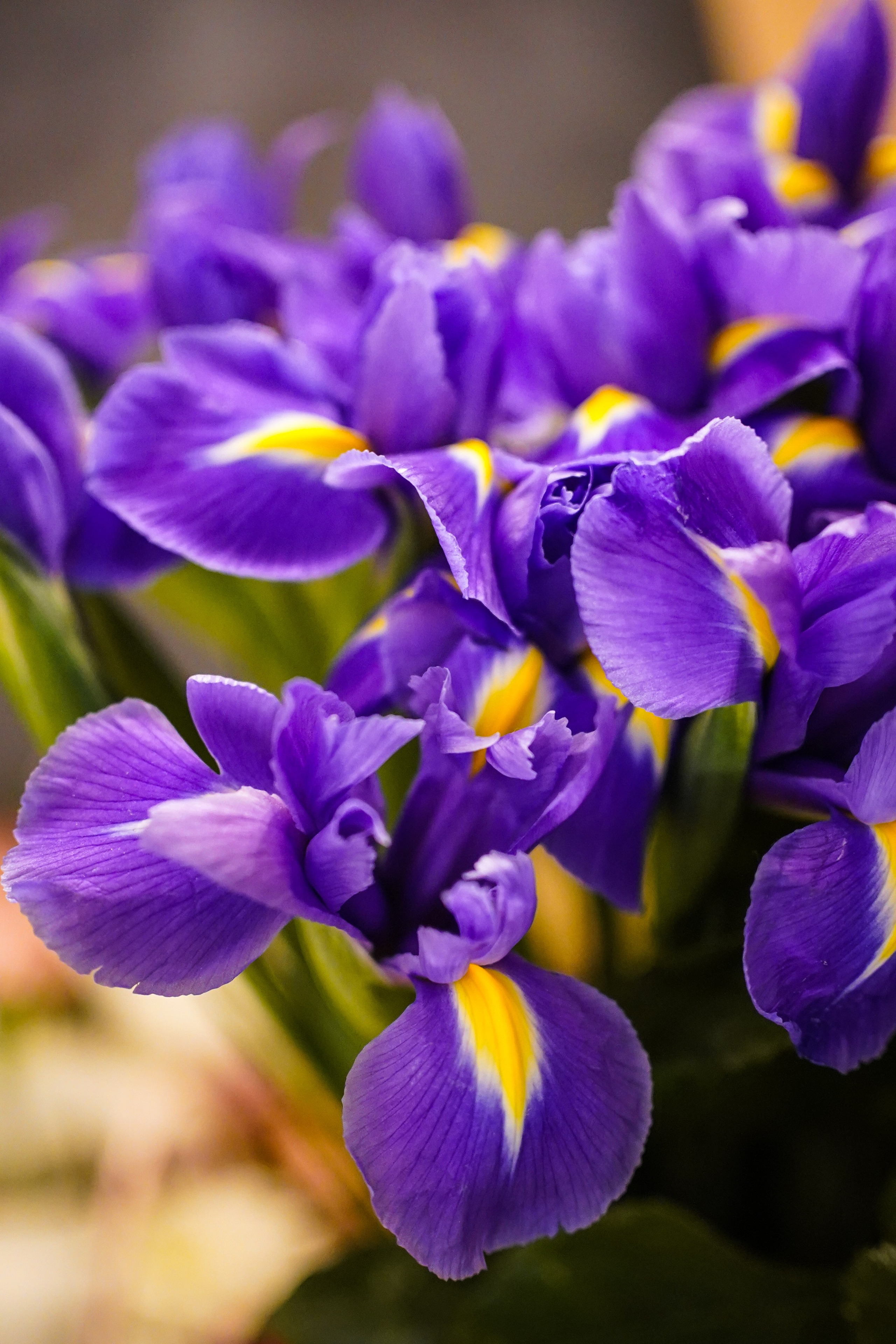 День Рождения Алиса в стране чудес. Фотограф
