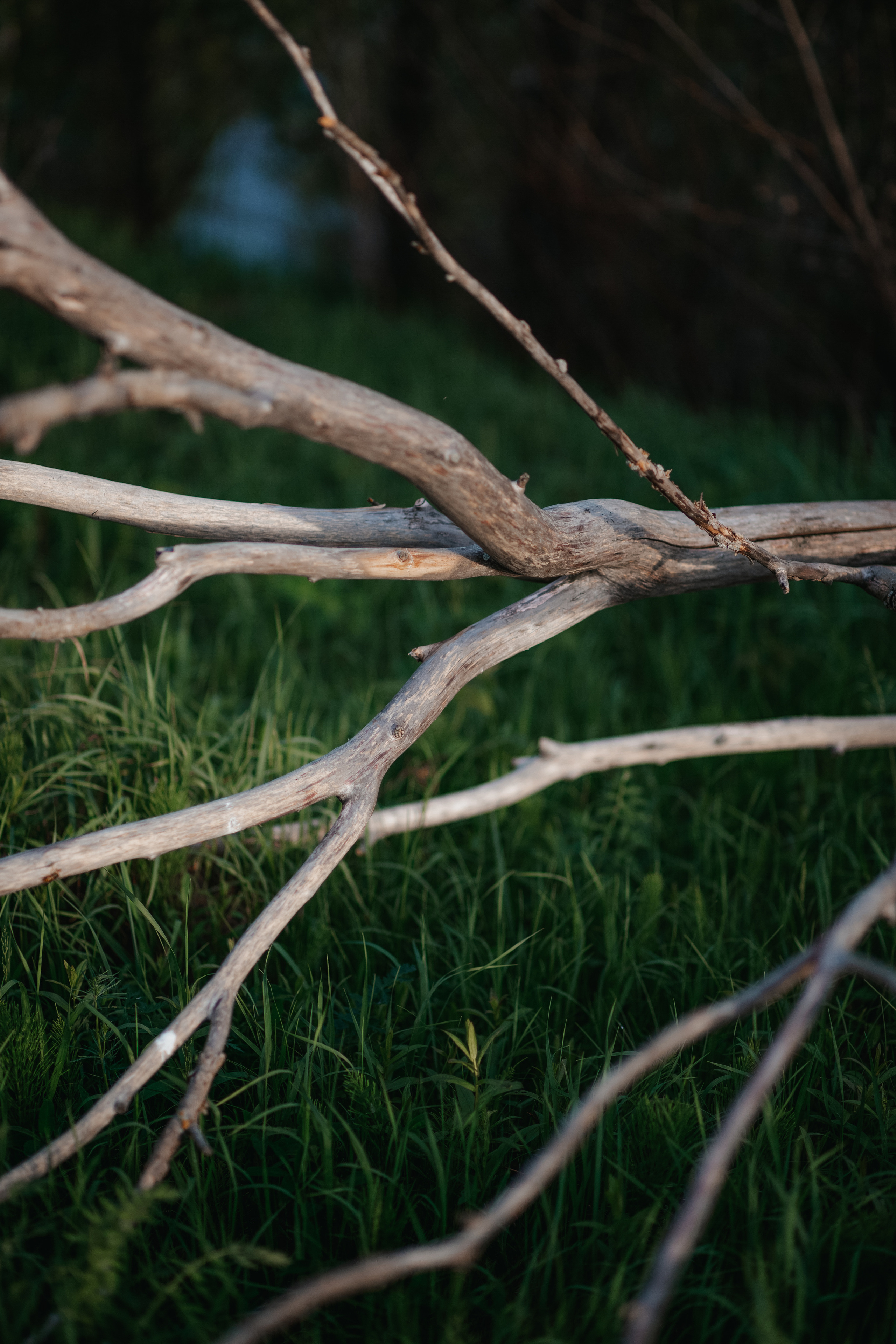 ПРИРОДА. MARIA SOKOLOVA