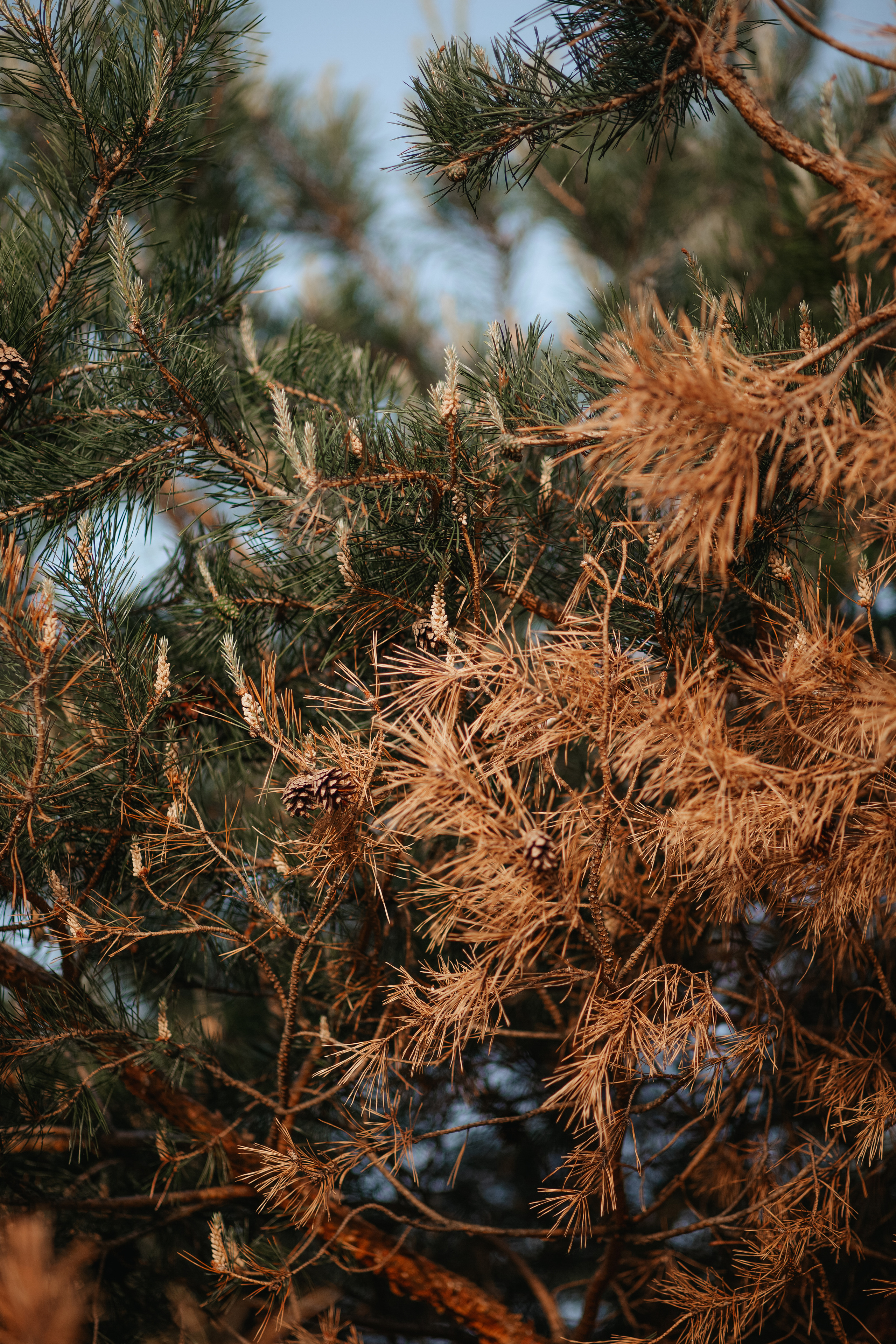 ПРИРОДА. MARIA SOKOLOVA