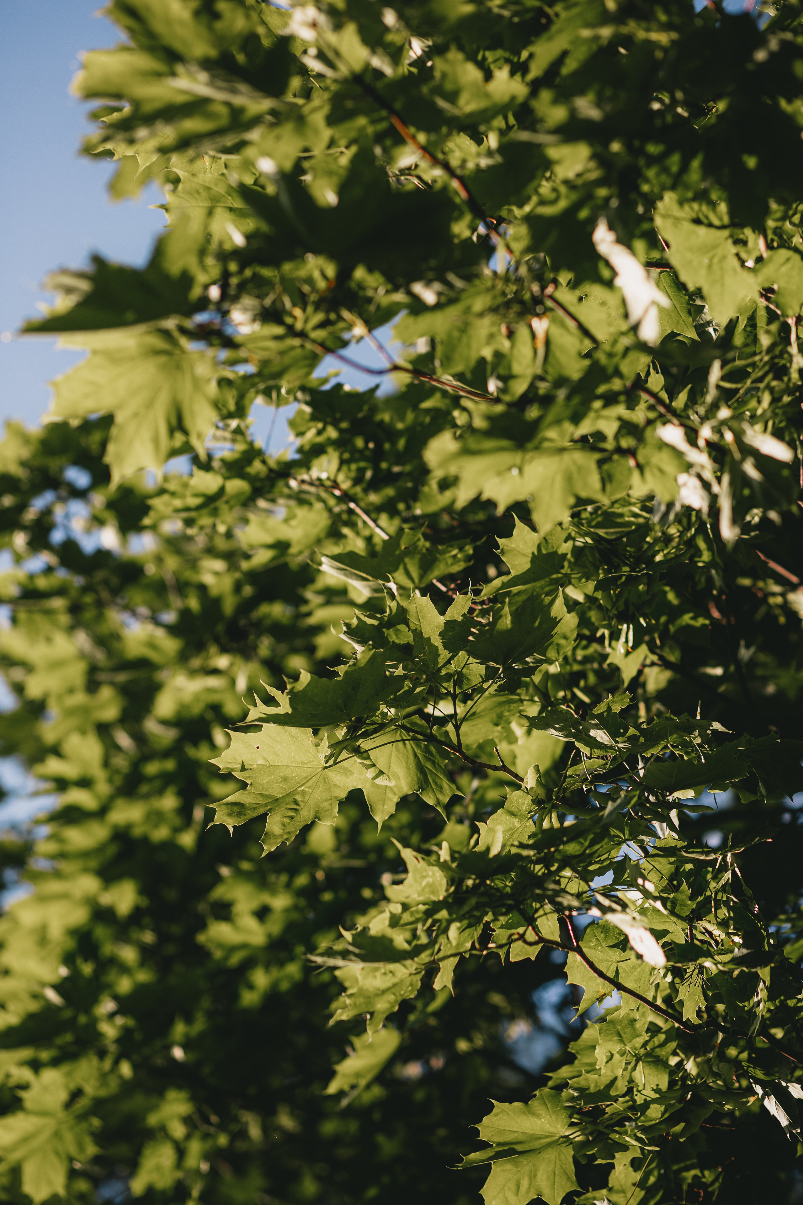 ПРИРОДА. MARIA SOKOLOVA