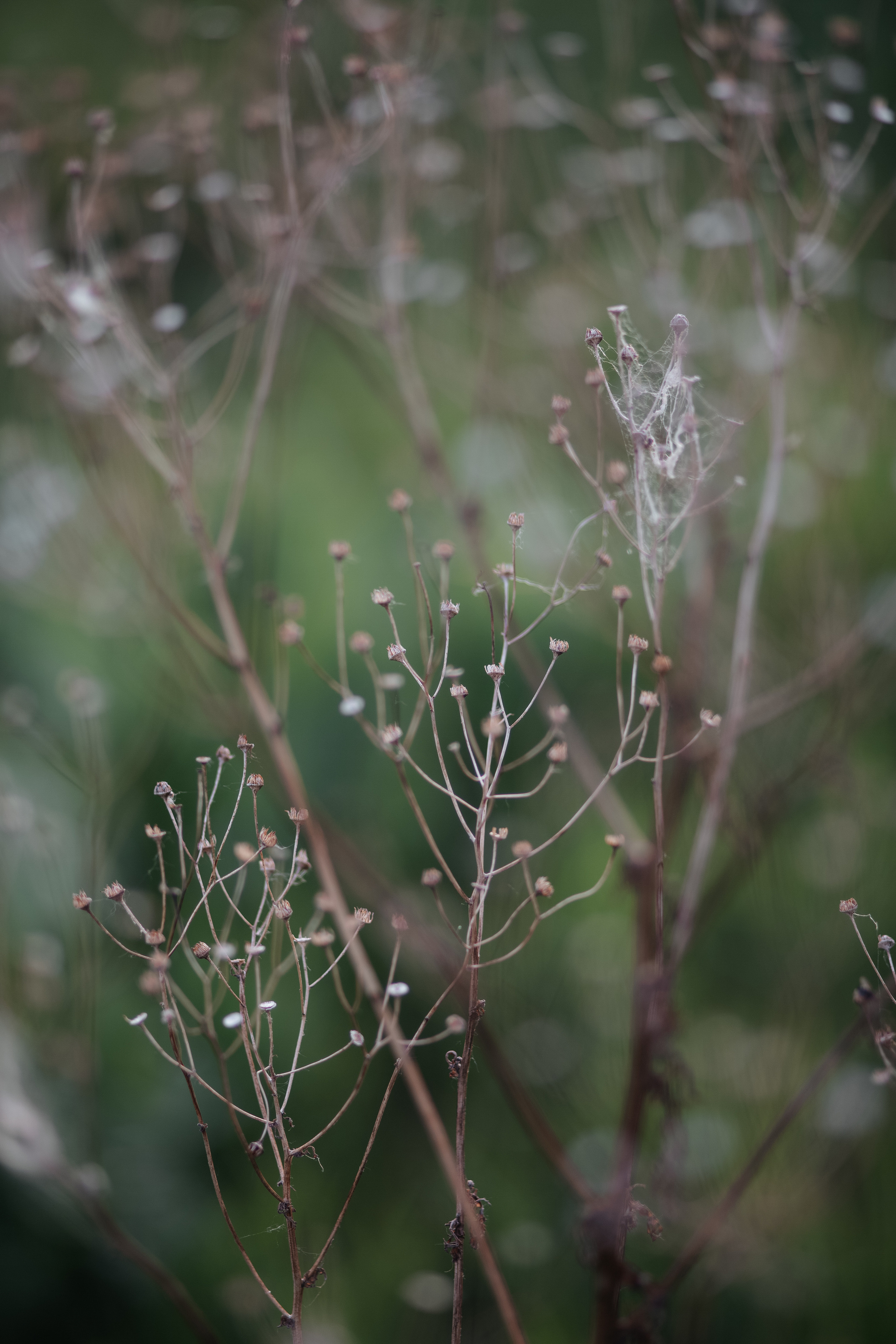 ПРИРОДА. MARIA SOKOLOVA