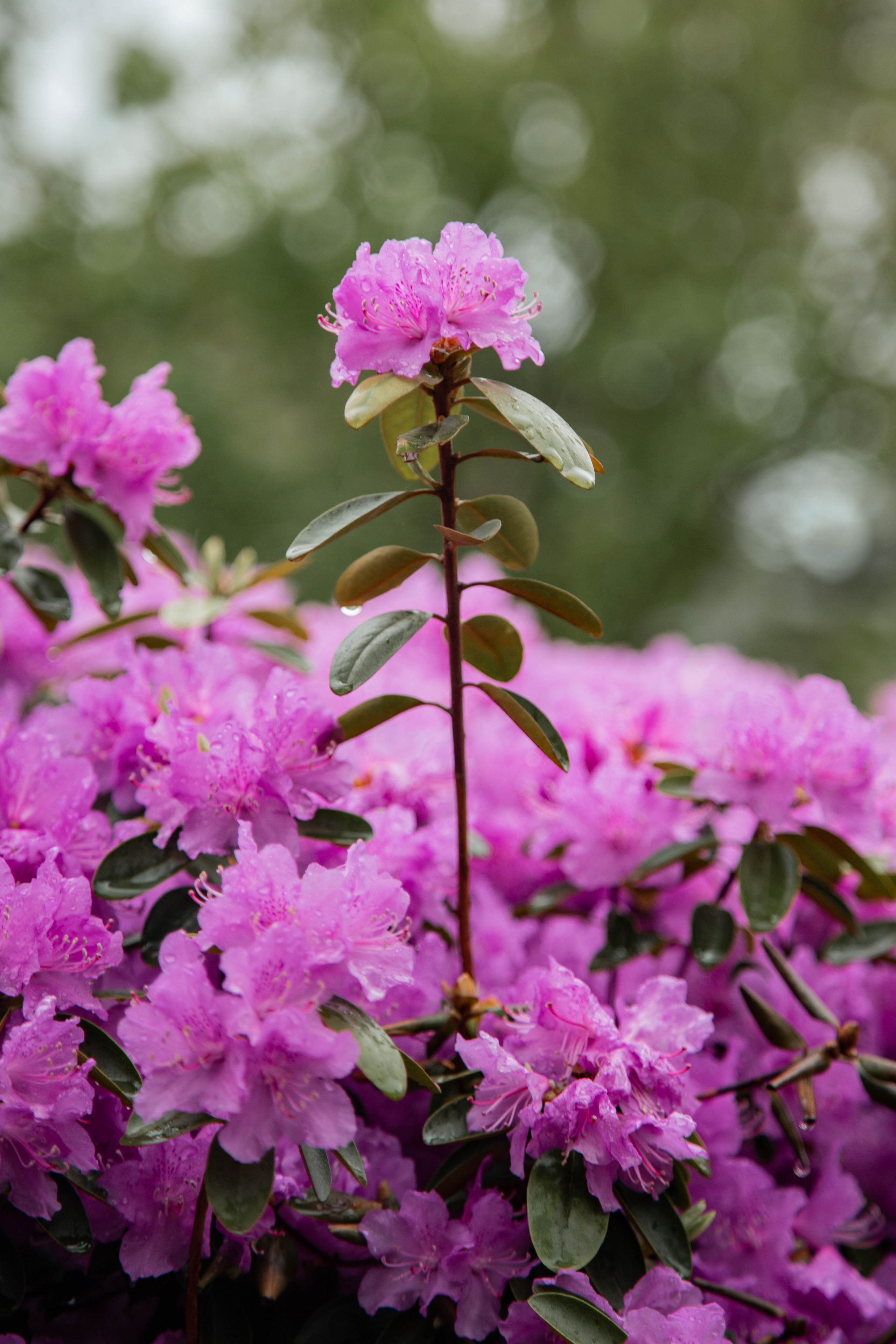 ПРИРОДА. MARIA SOKOLOVA