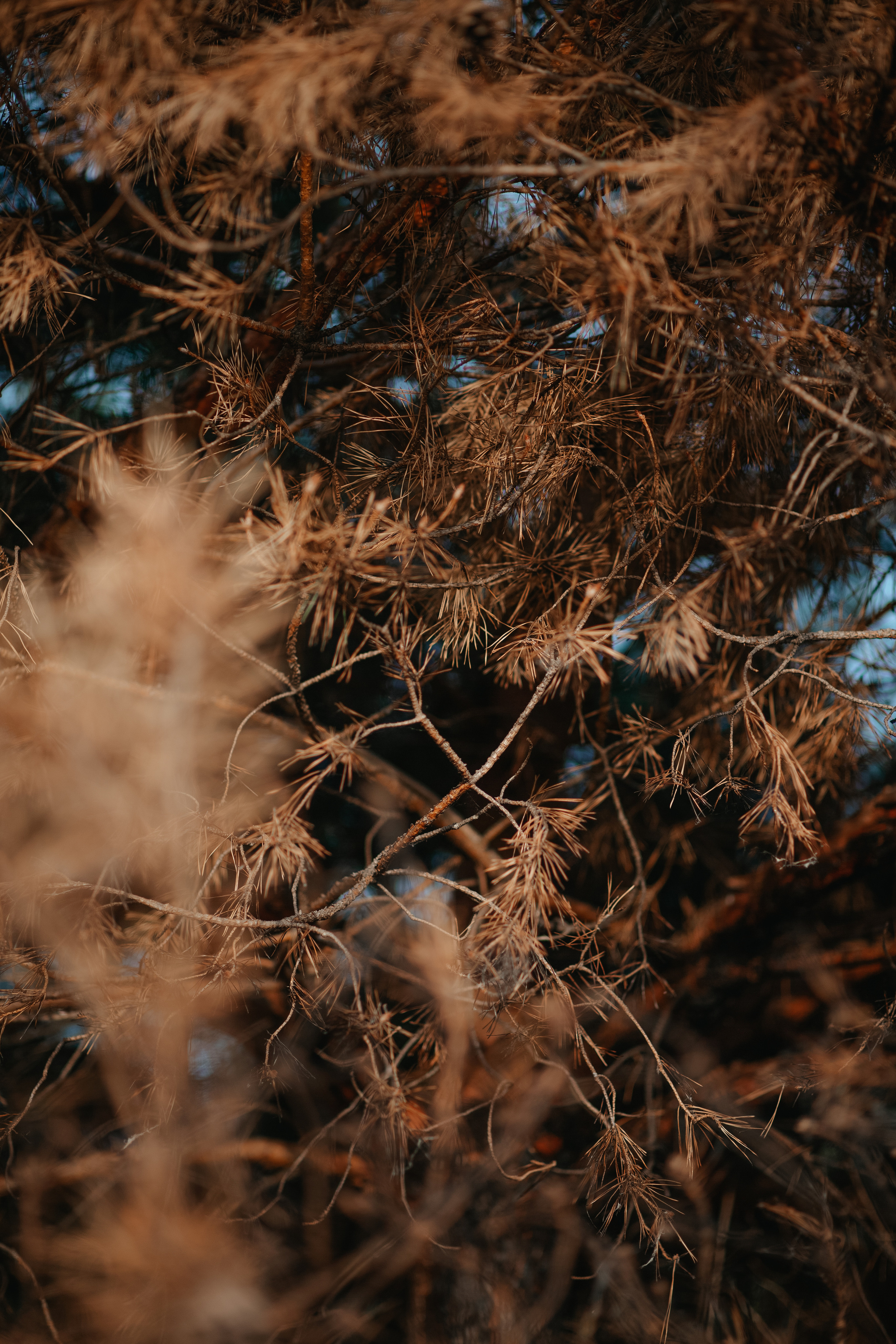 ПРИРОДА. MARIA SOKOLOVA