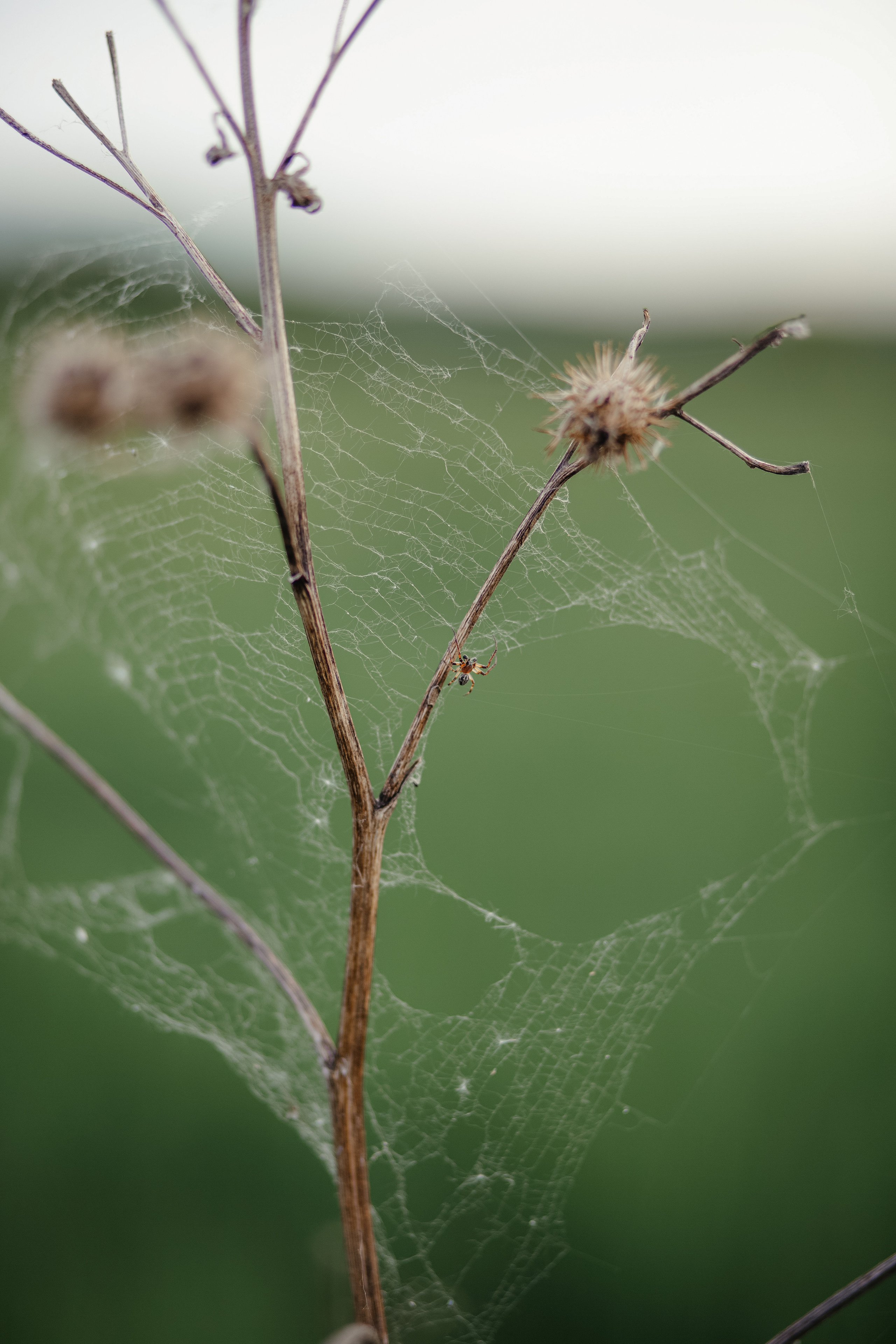 ПРИРОДА. MARIA SOKOLOVA