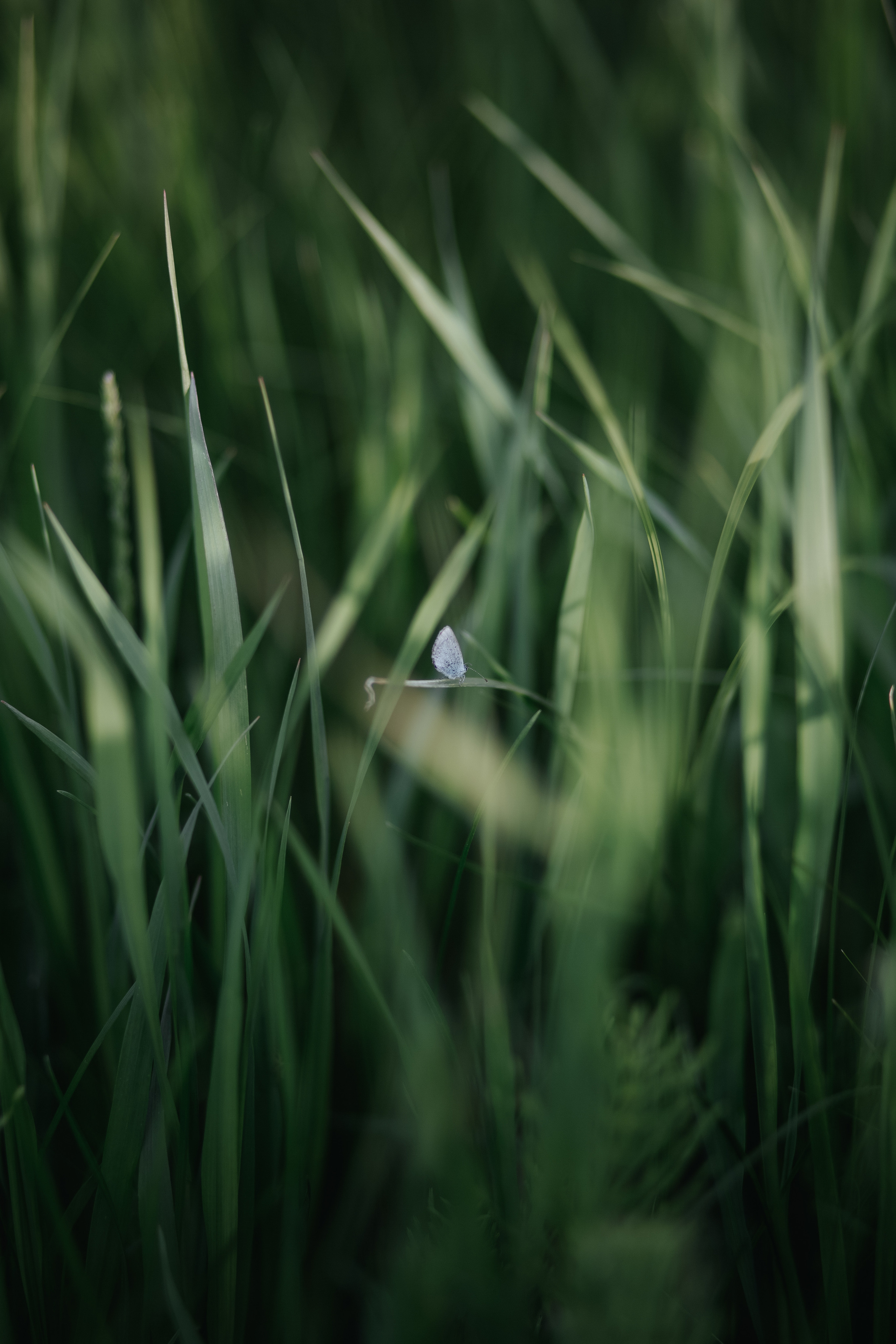 ПРИРОДА. MARIA SOKOLOVA