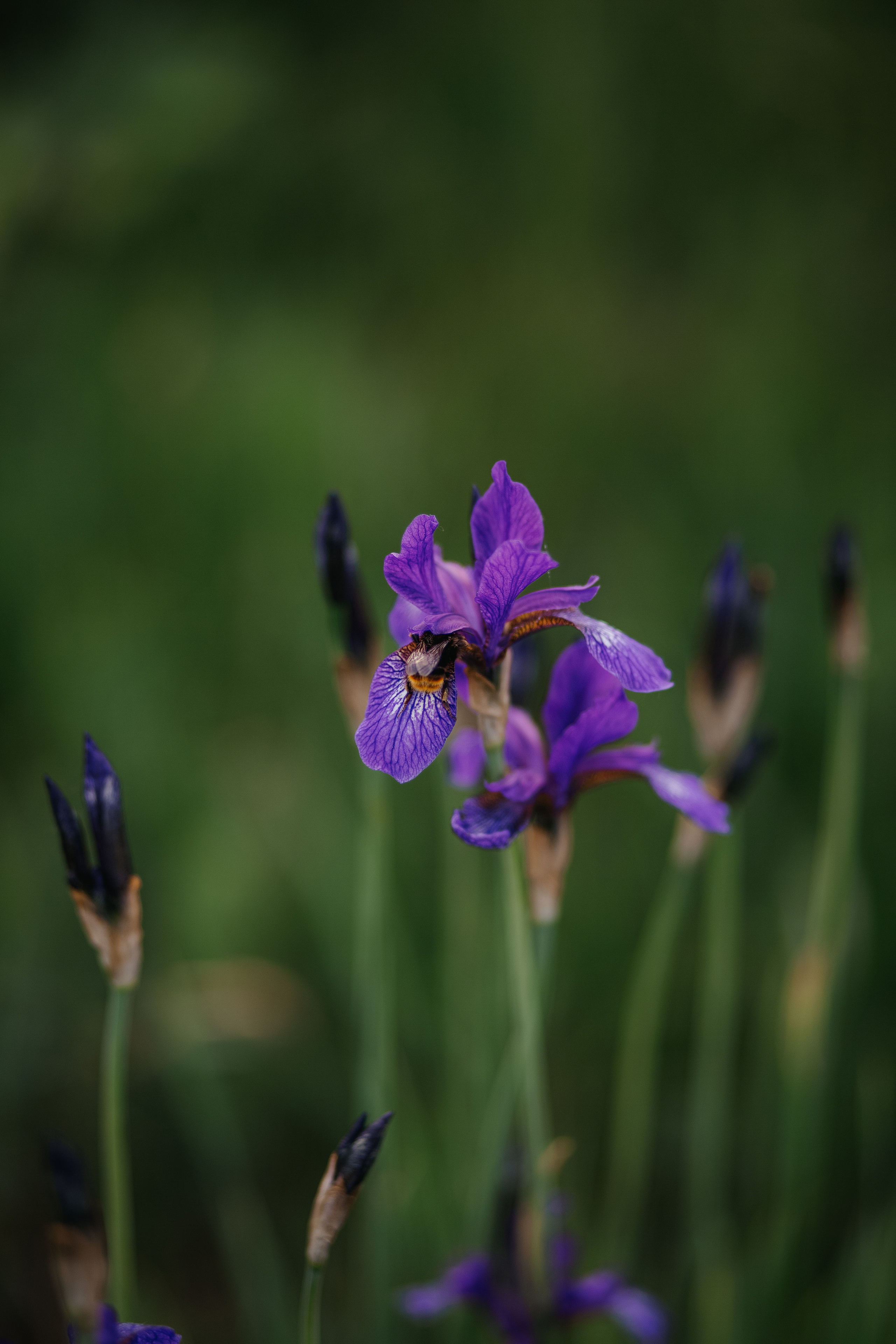 ПРИРОДА. MARIA SOKOLOVA