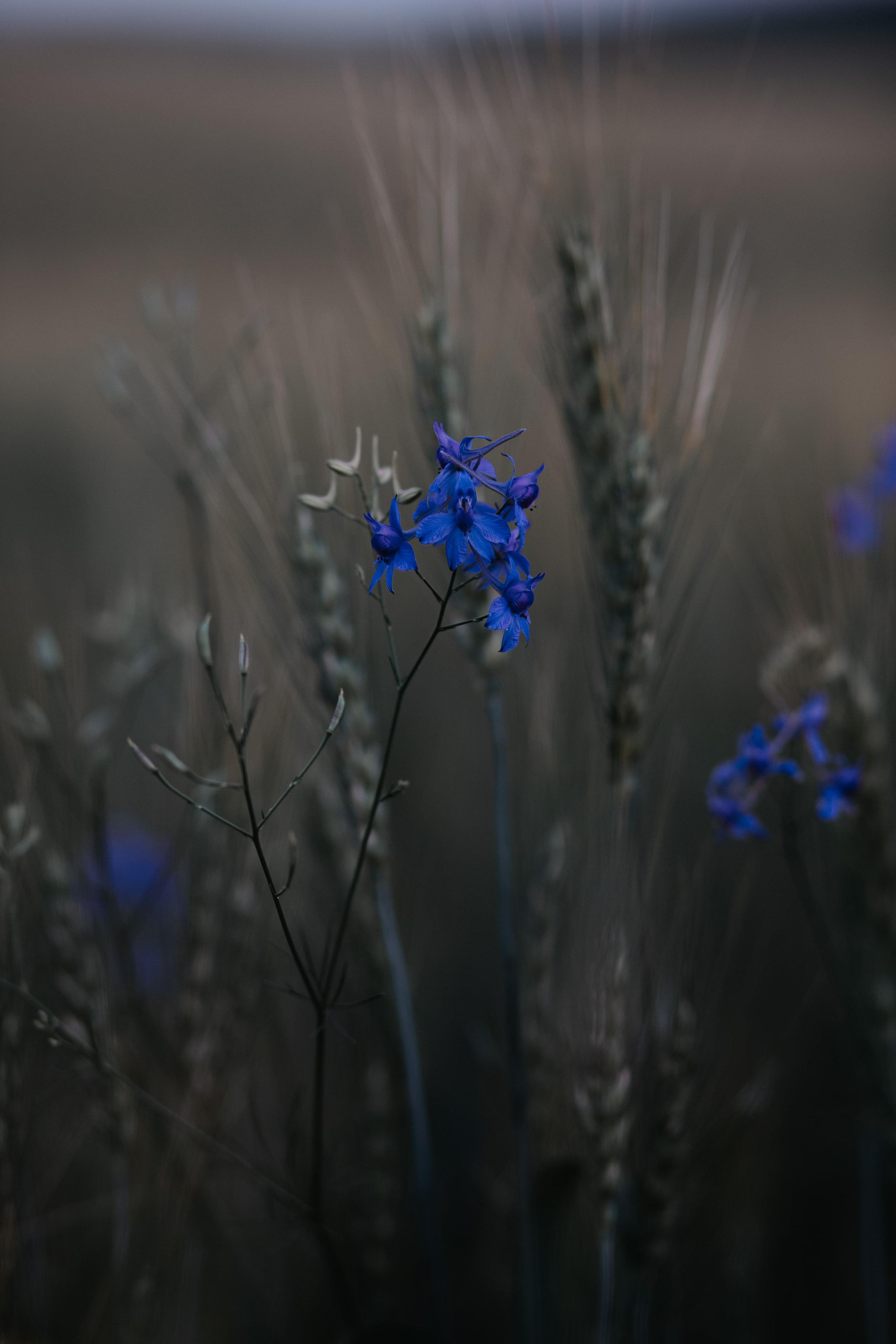 ПРИРОДА. MARIA SOKOLOVA