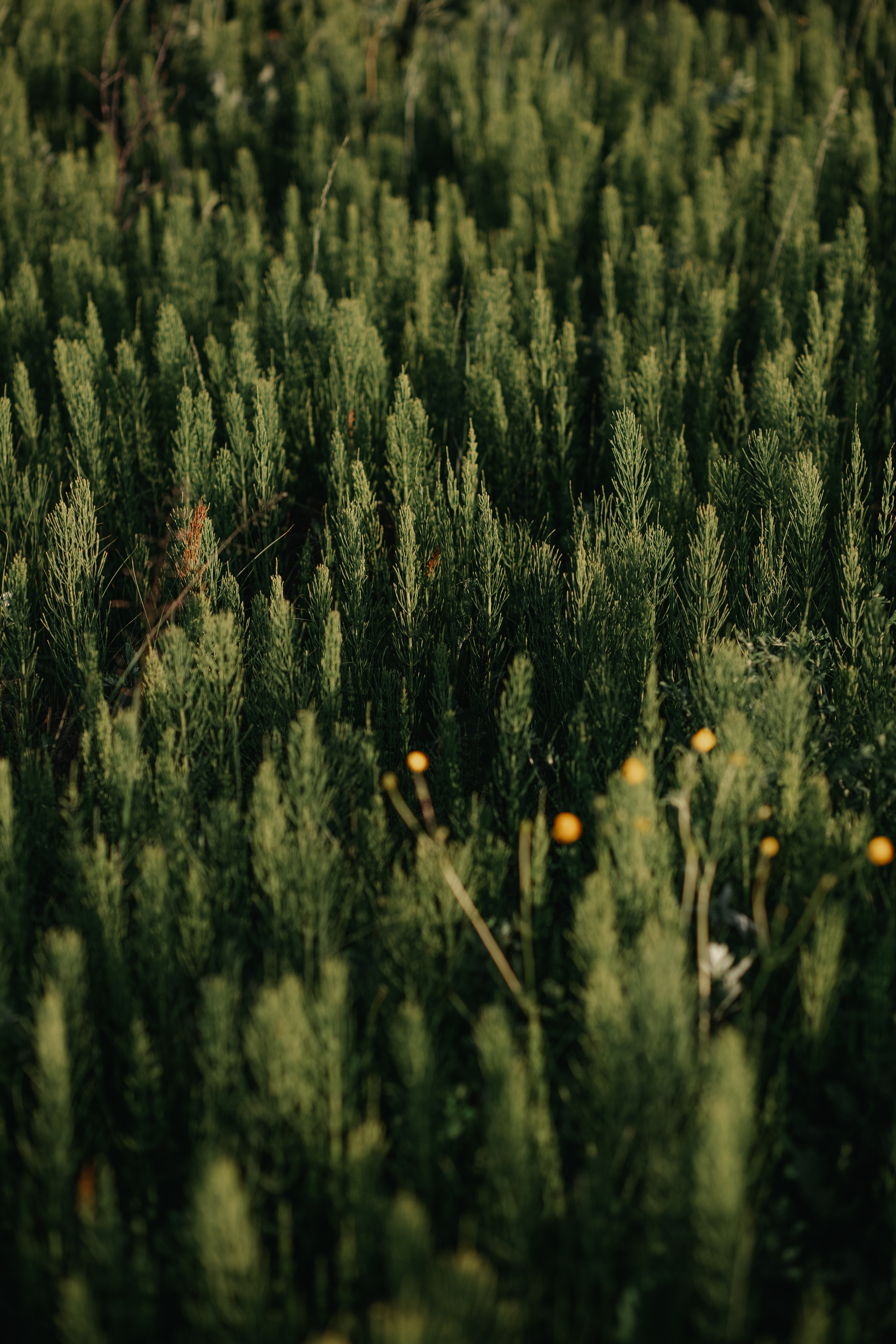 ПРИРОДА. MARIA SOKOLOVA