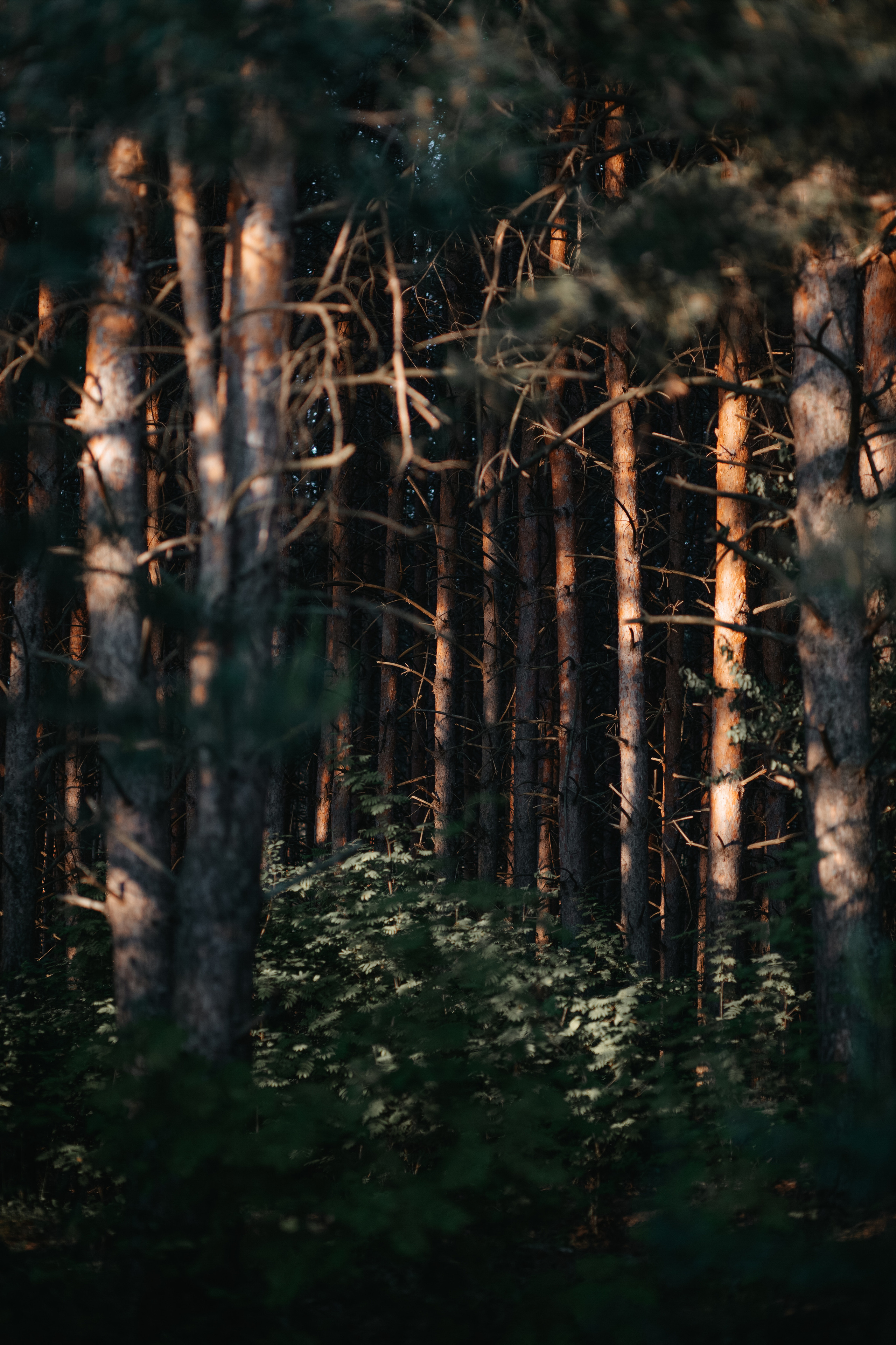 ПРИРОДА. MARIA SOKOLOVA