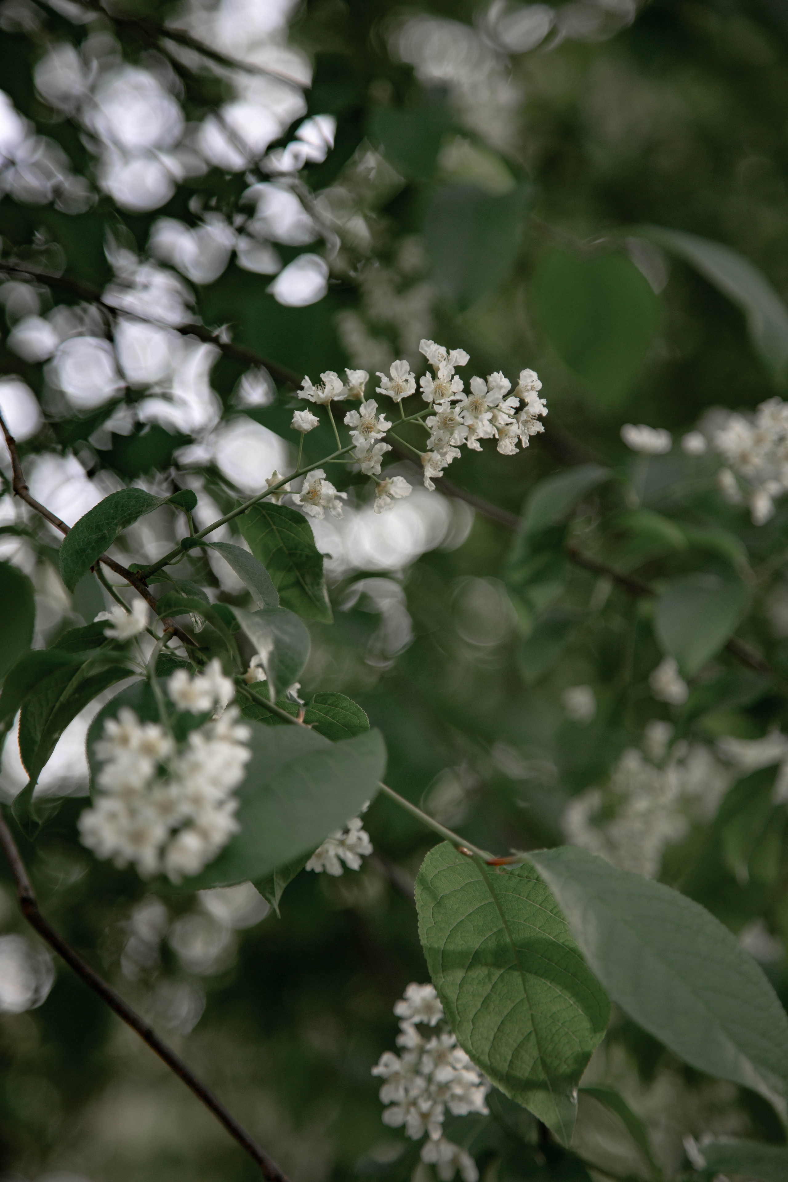 ПРИРОДА. MARIA SOKOLOVA