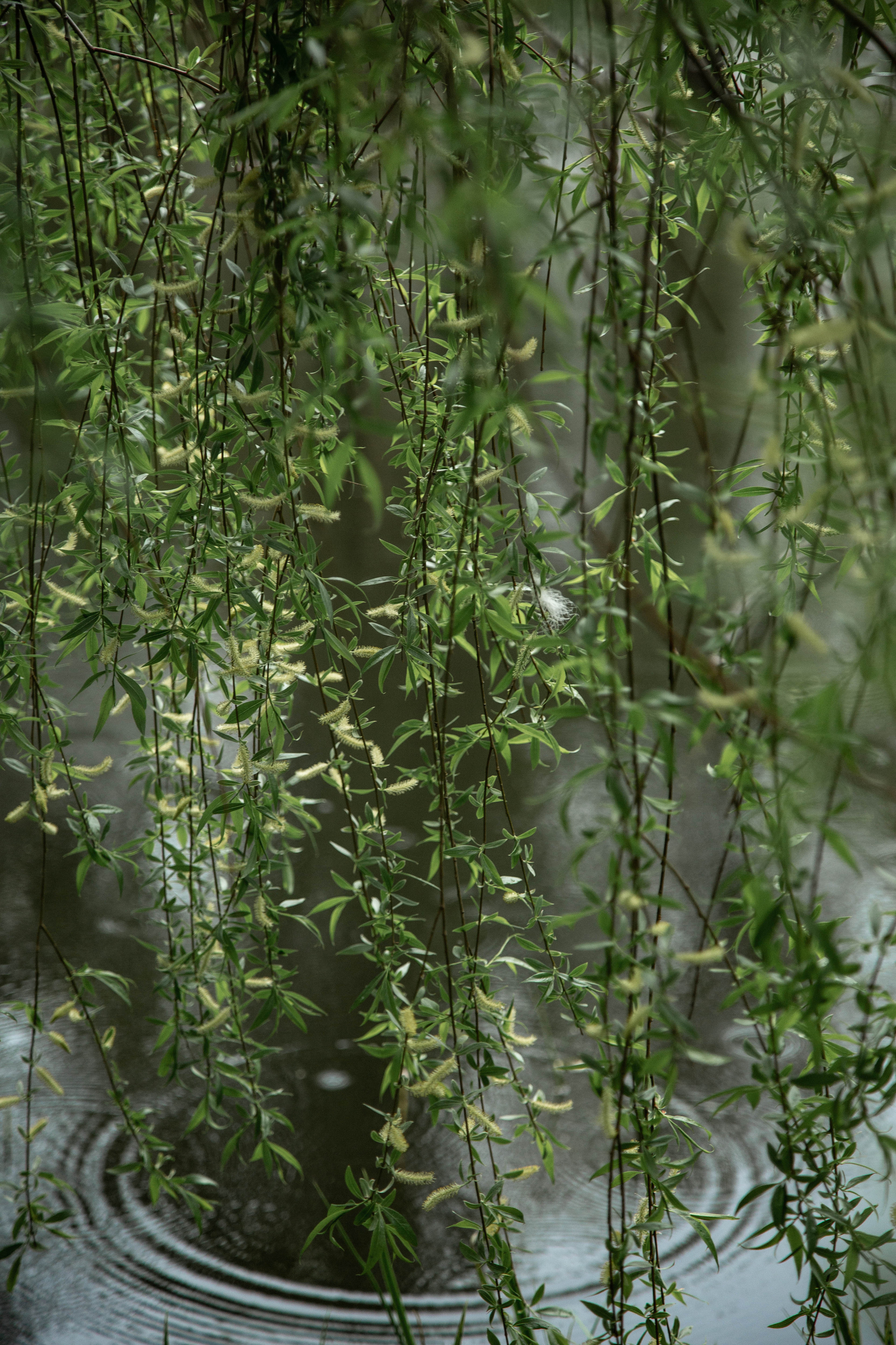 ПРИРОДА. MARIA SOKOLOVA