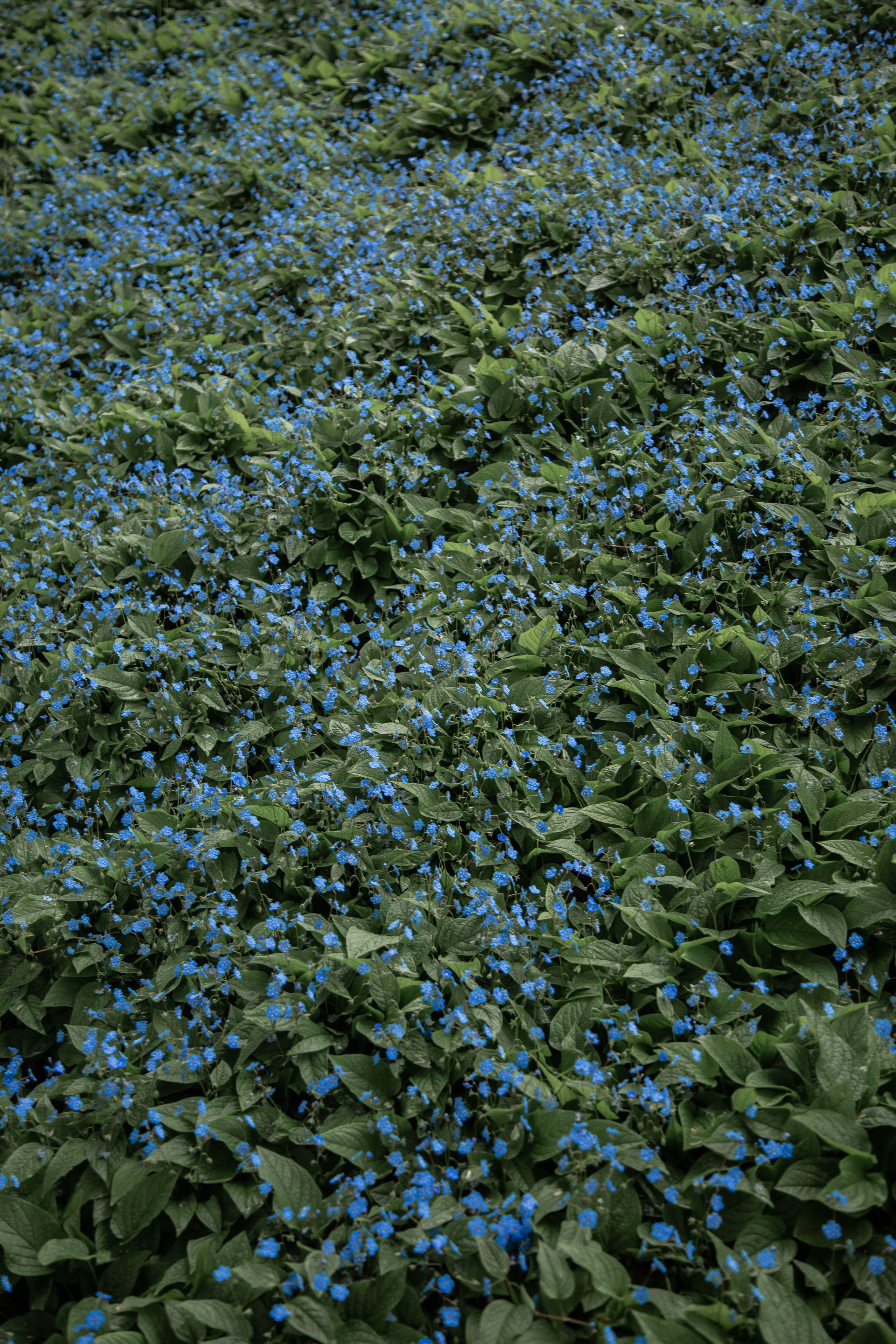 ПРИРОДА. MARIA SOKOLOVA