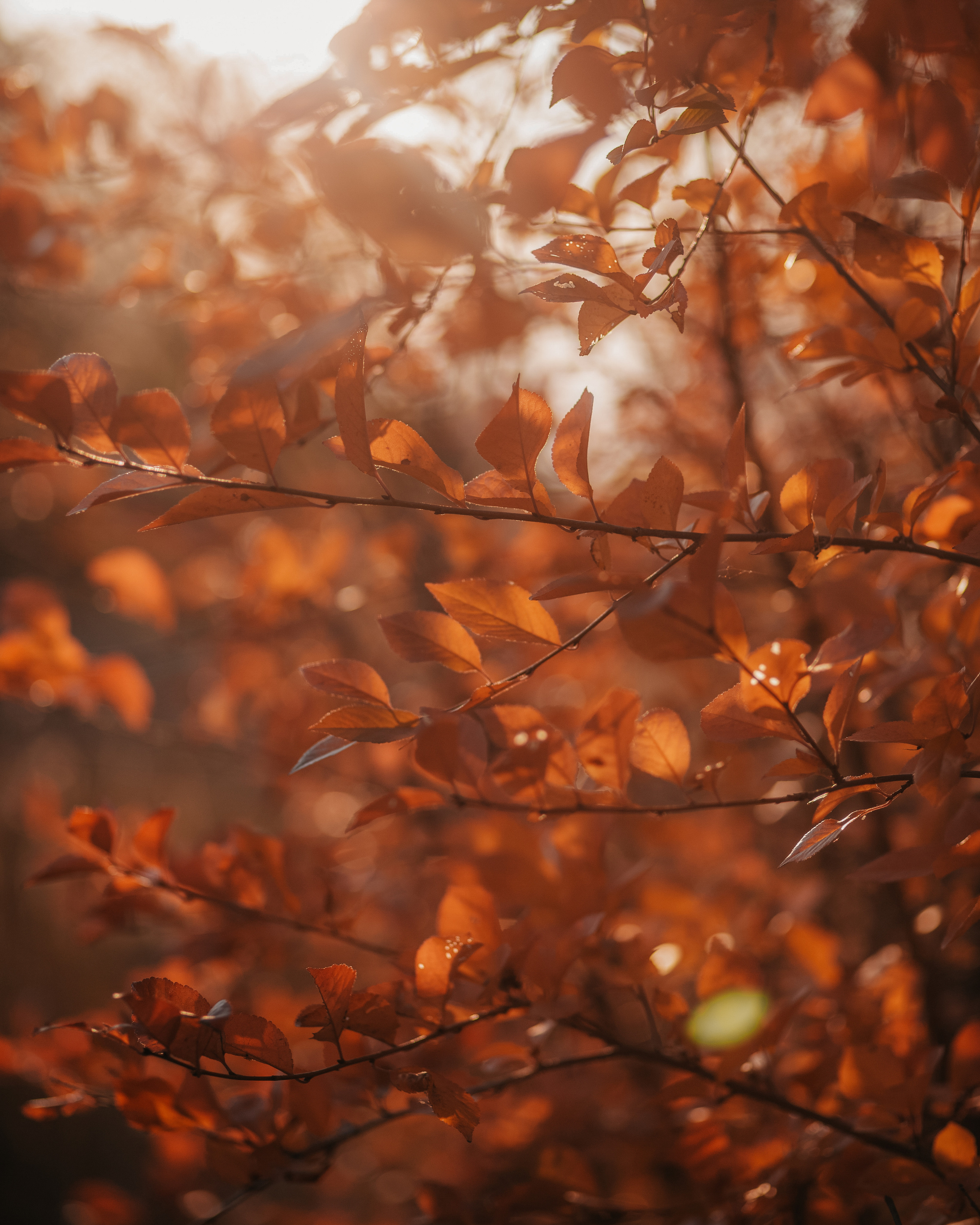 ПРИРОДА. MARIA SOKOLOVA