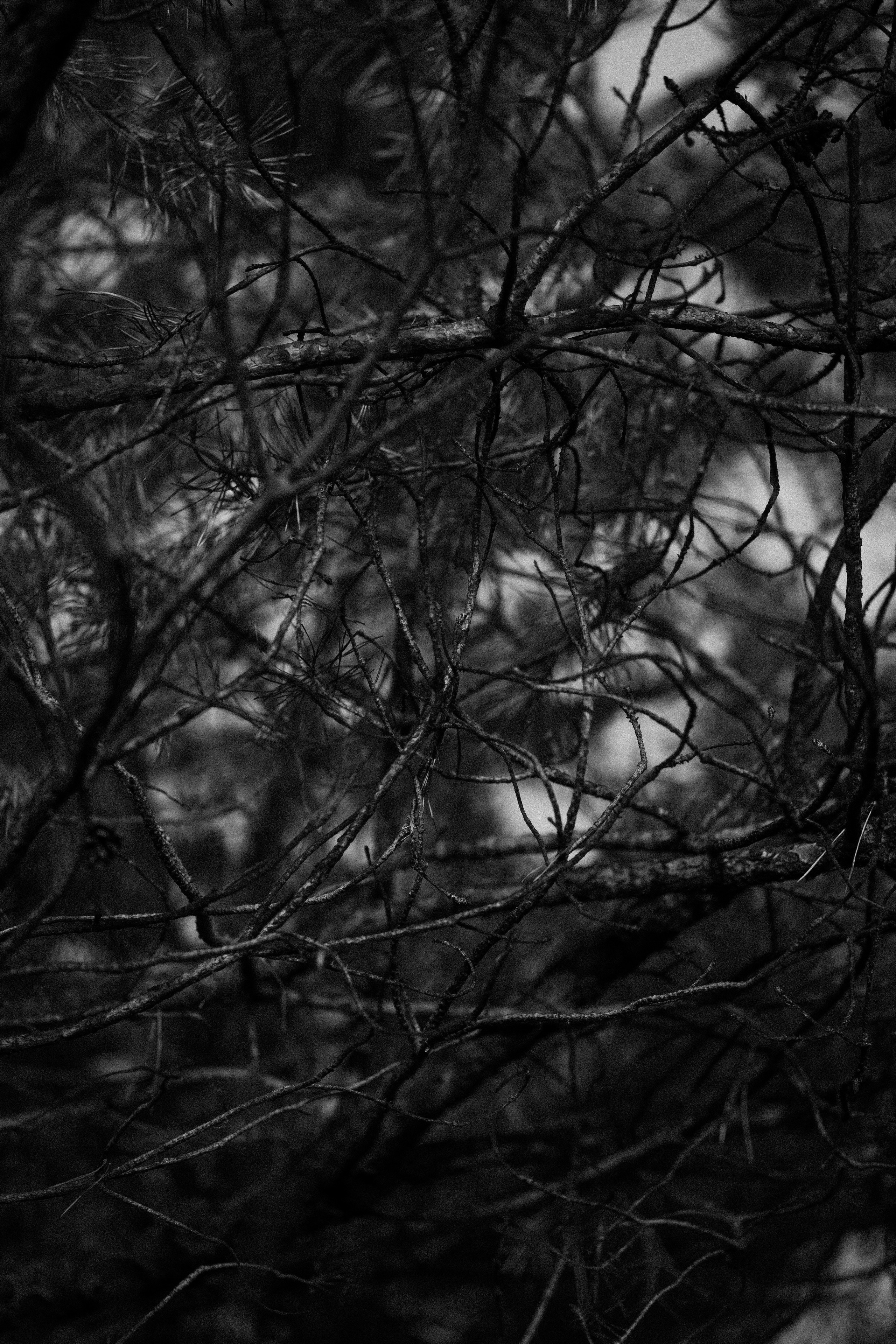 ПРИРОДА. MARIA SOKOLOVA