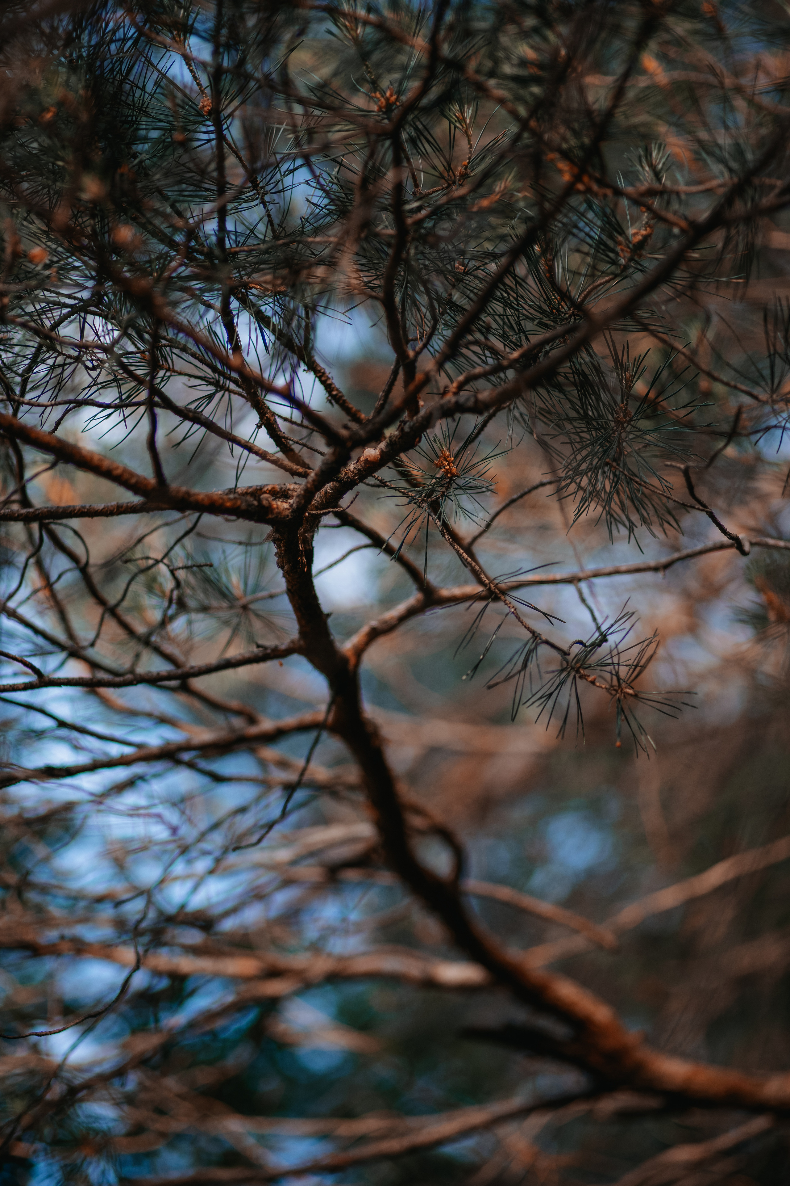 ПРИРОДА. MARIA SOKOLOVA