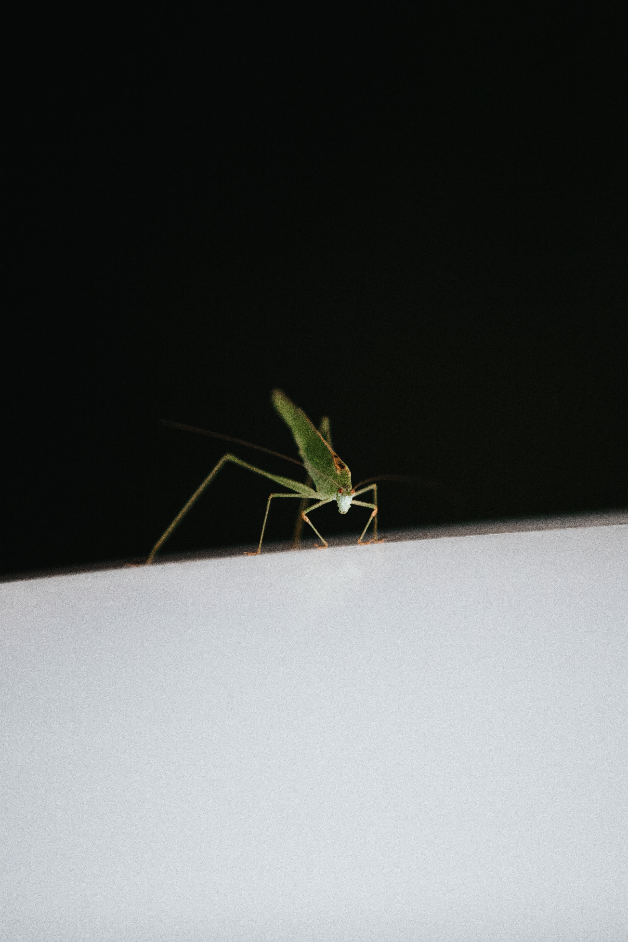 ПРИРОДА. MARIA SOKOLOVA