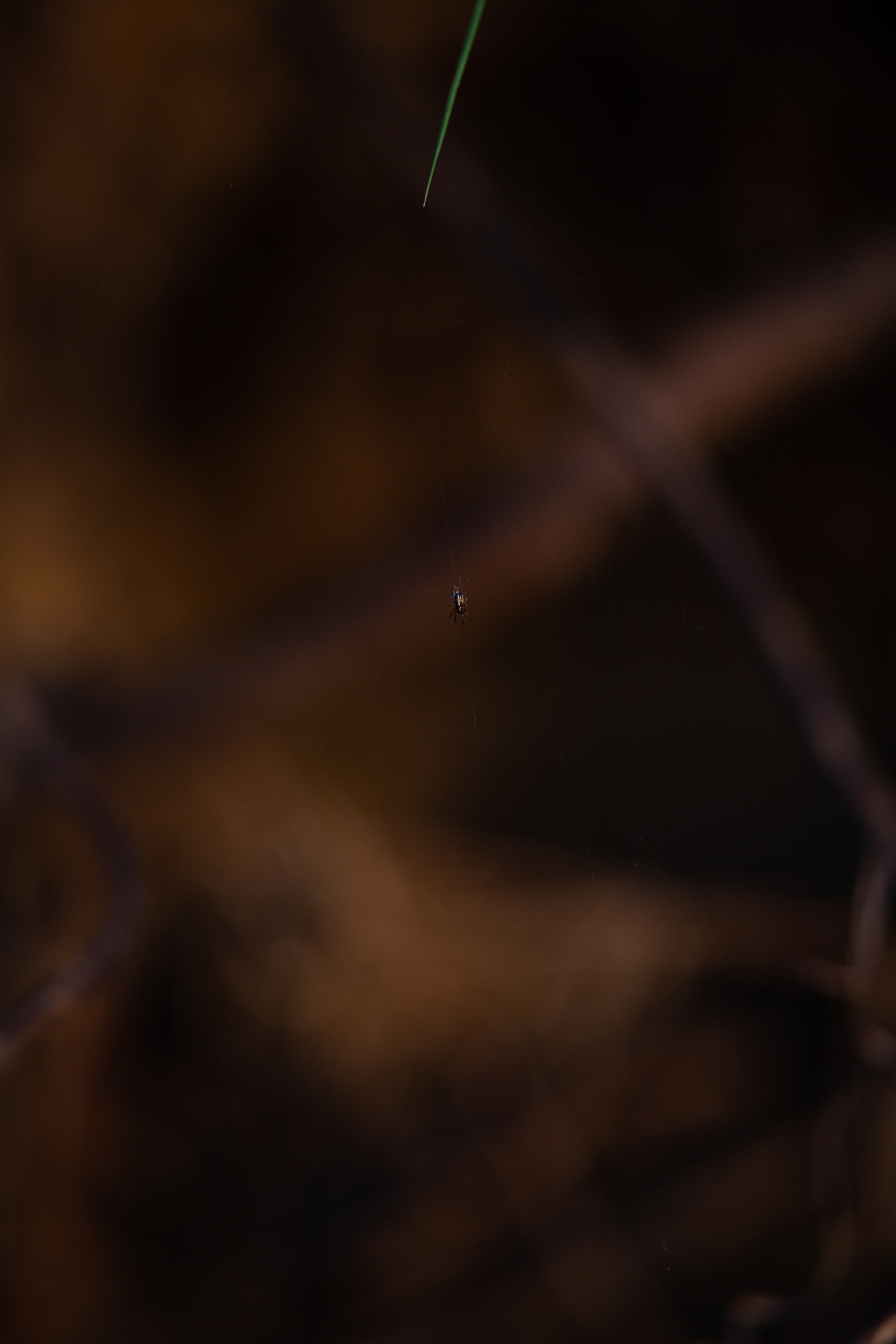 ПРИРОДА. MARIA SOKOLOVA