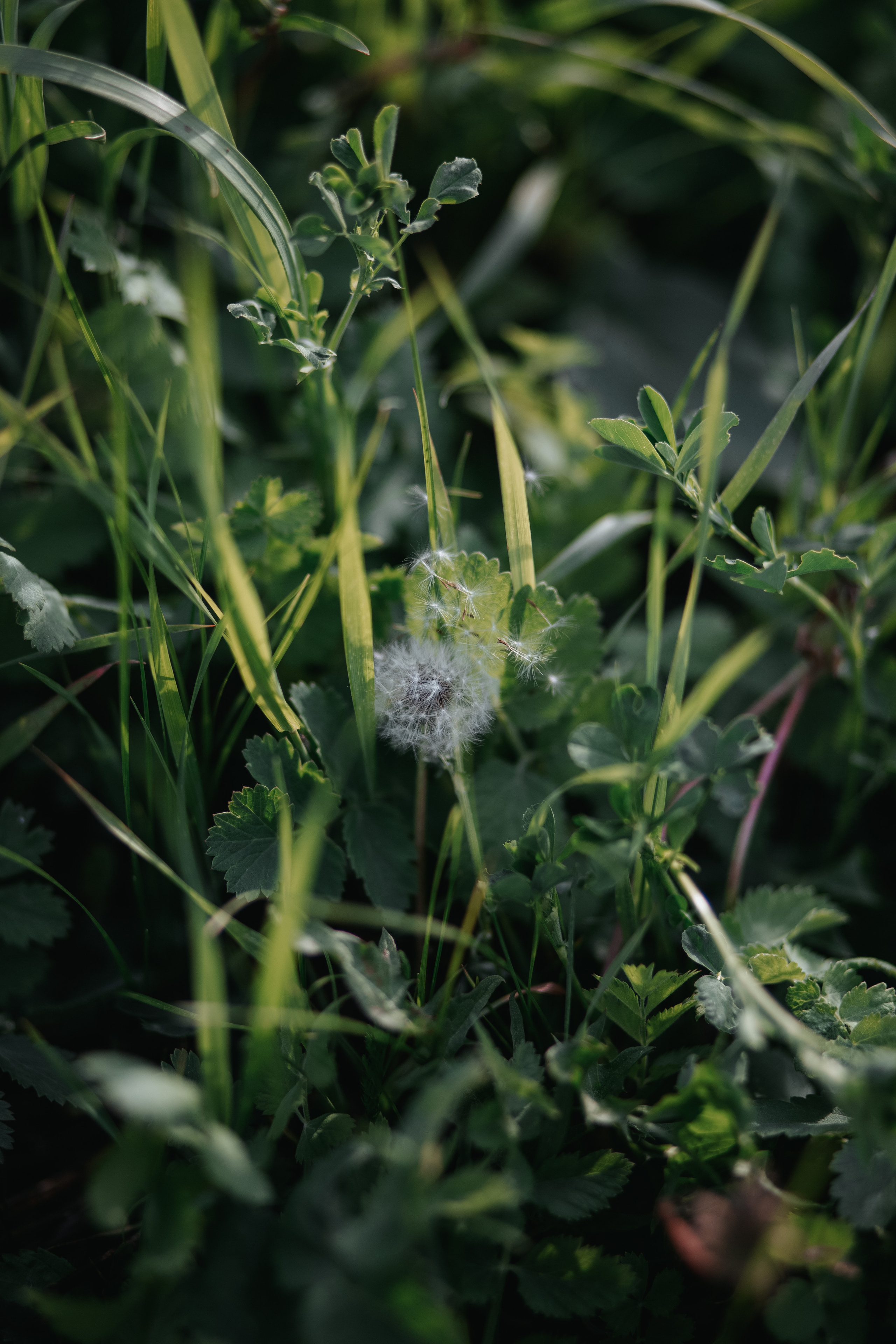 ПРИРОДА. MARIA SOKOLOVA