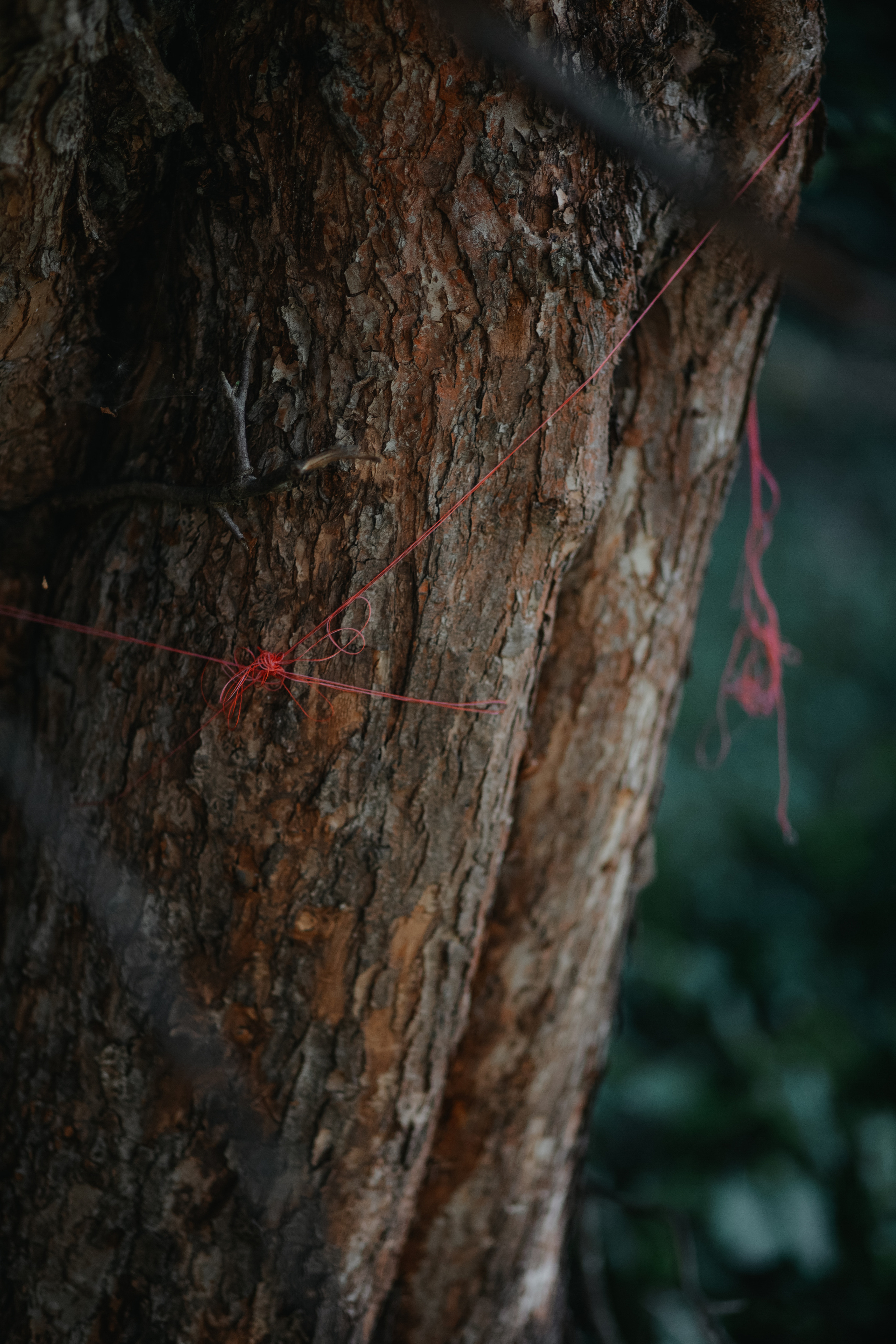 ПРИРОДА. MARIA SOKOLOVA