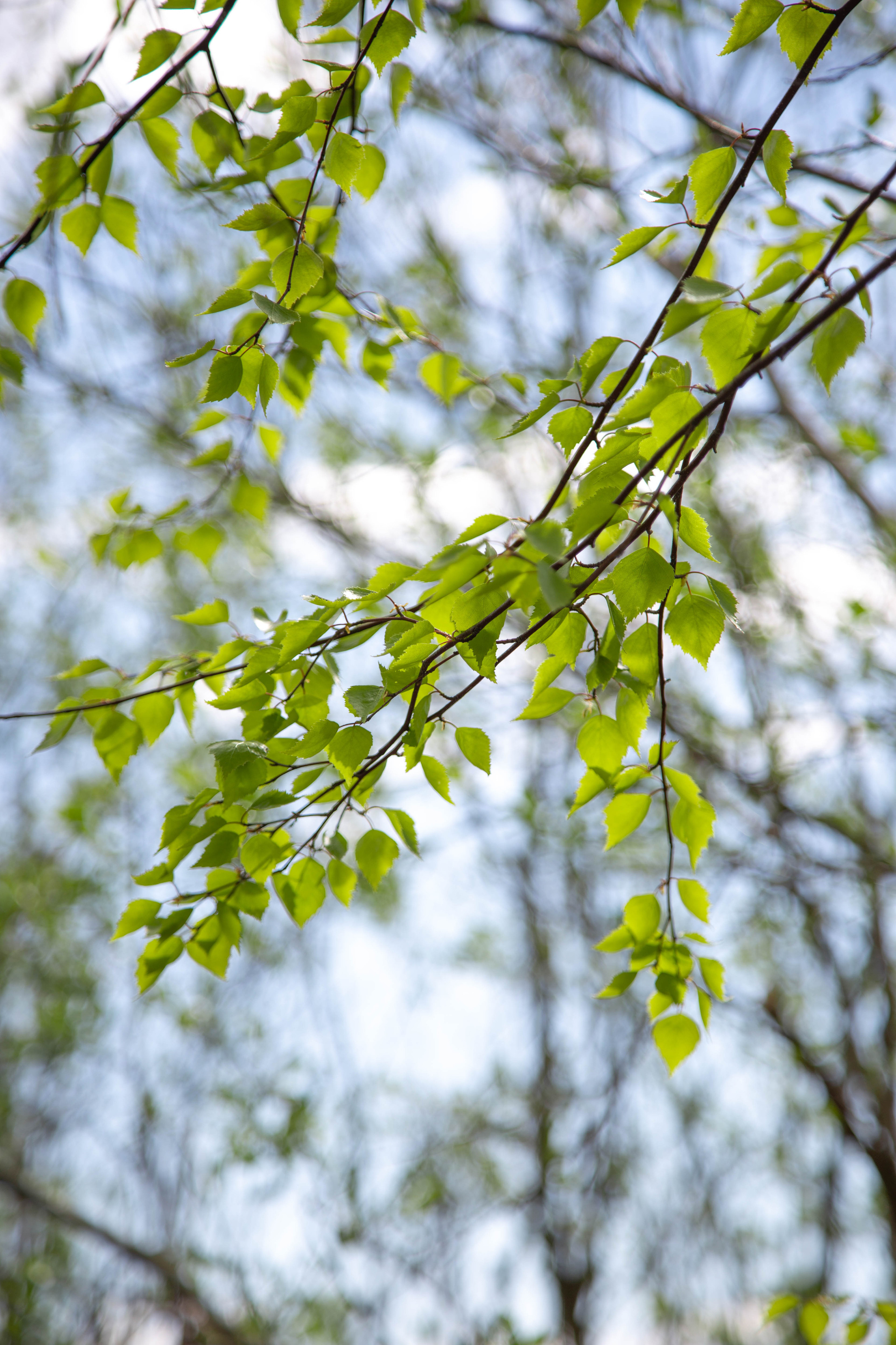 ПРИРОДА. MARIA SOKOLOVA