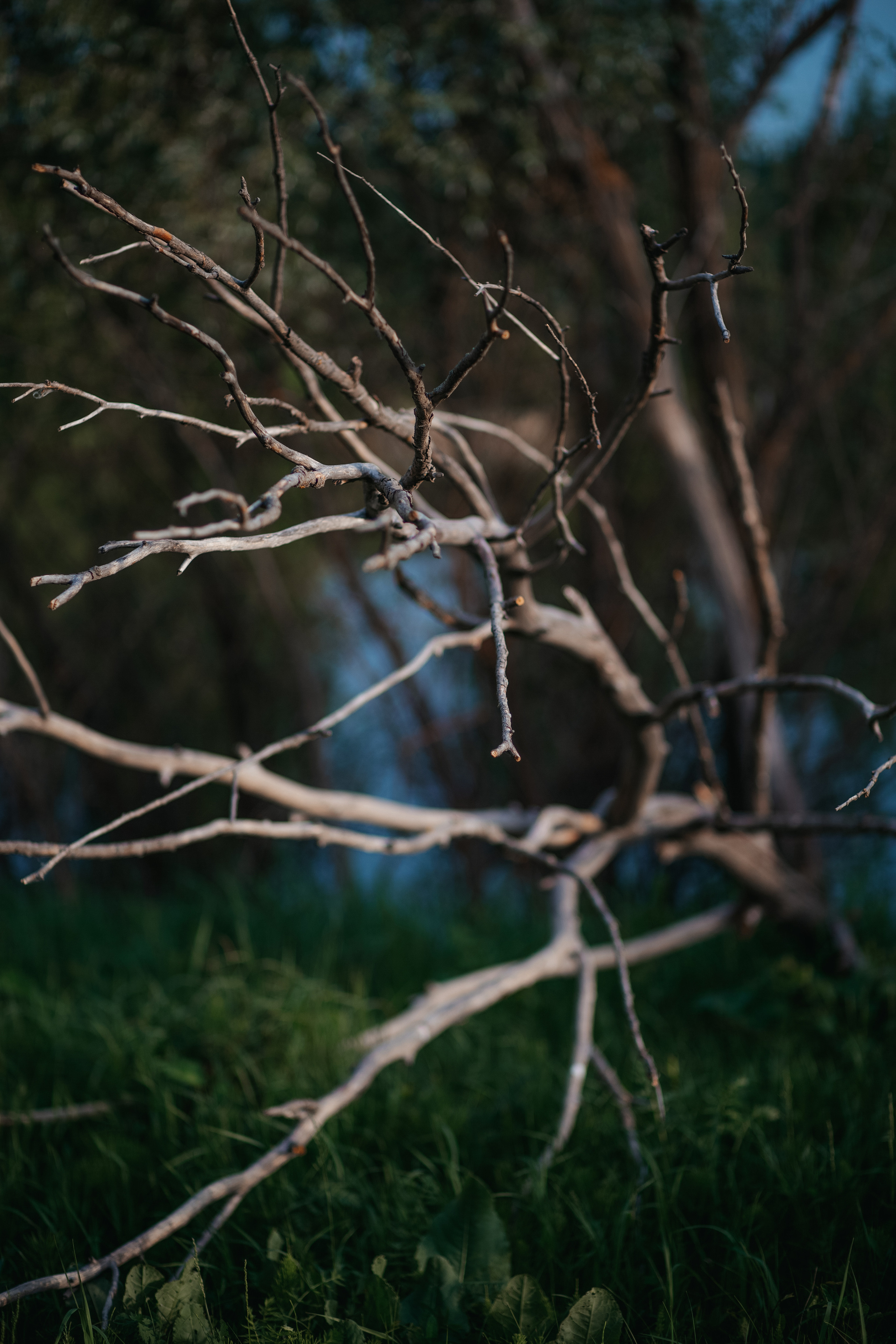 ПРИРОДА. MARIA SOKOLOVA