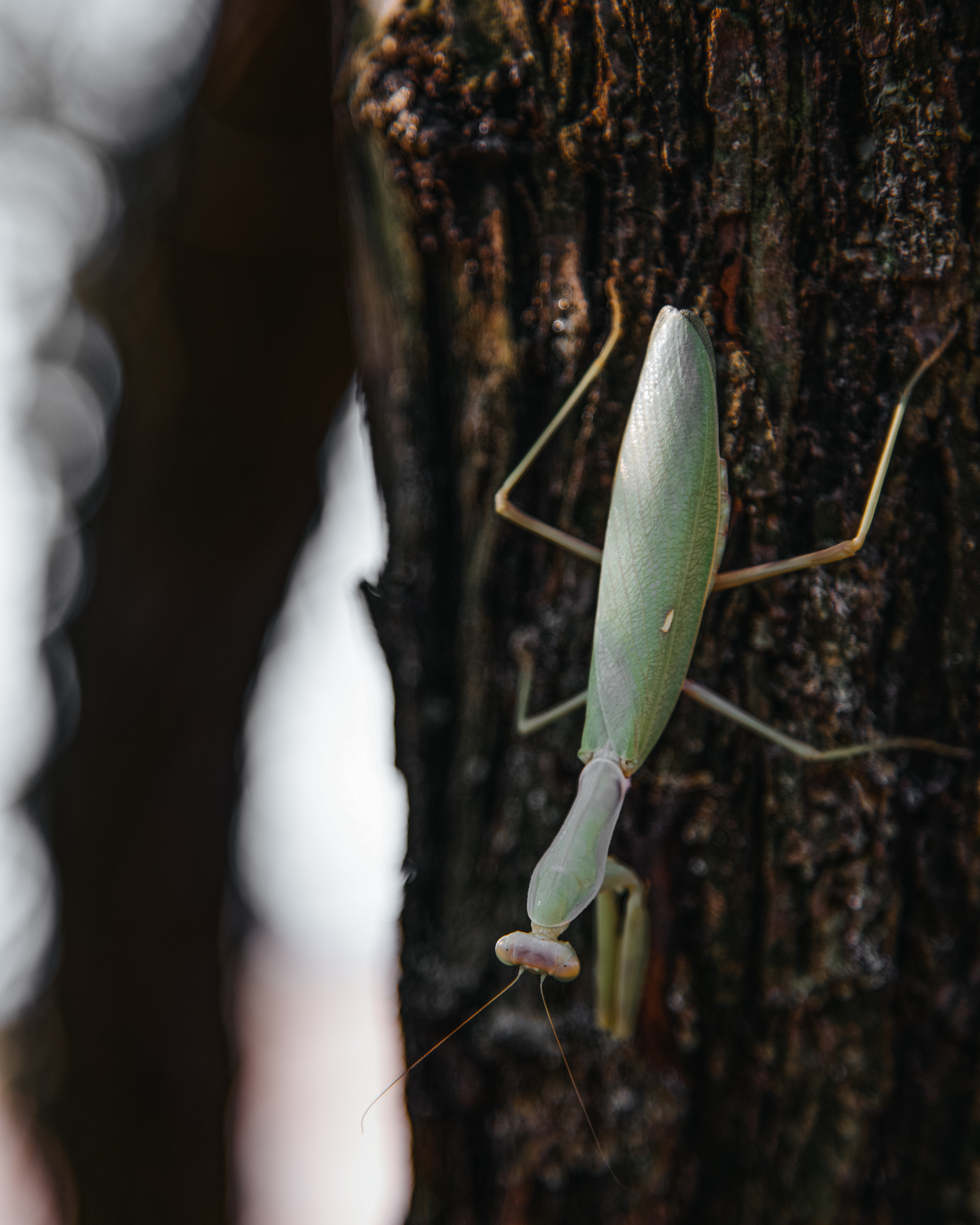 ПРИРОДА. MARIA SOKOLOVA