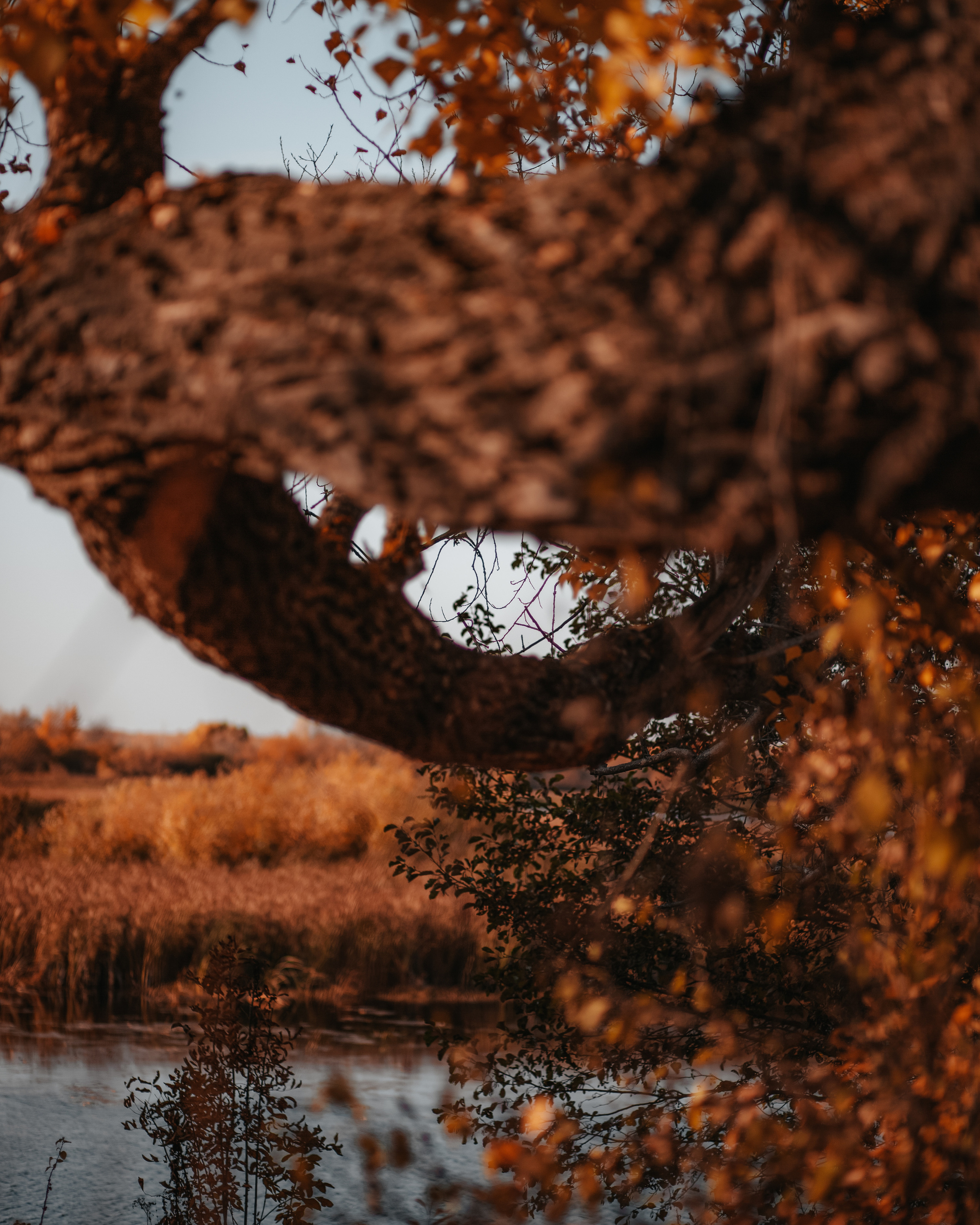 ПРИРОДА. MARIA SOKOLOVA